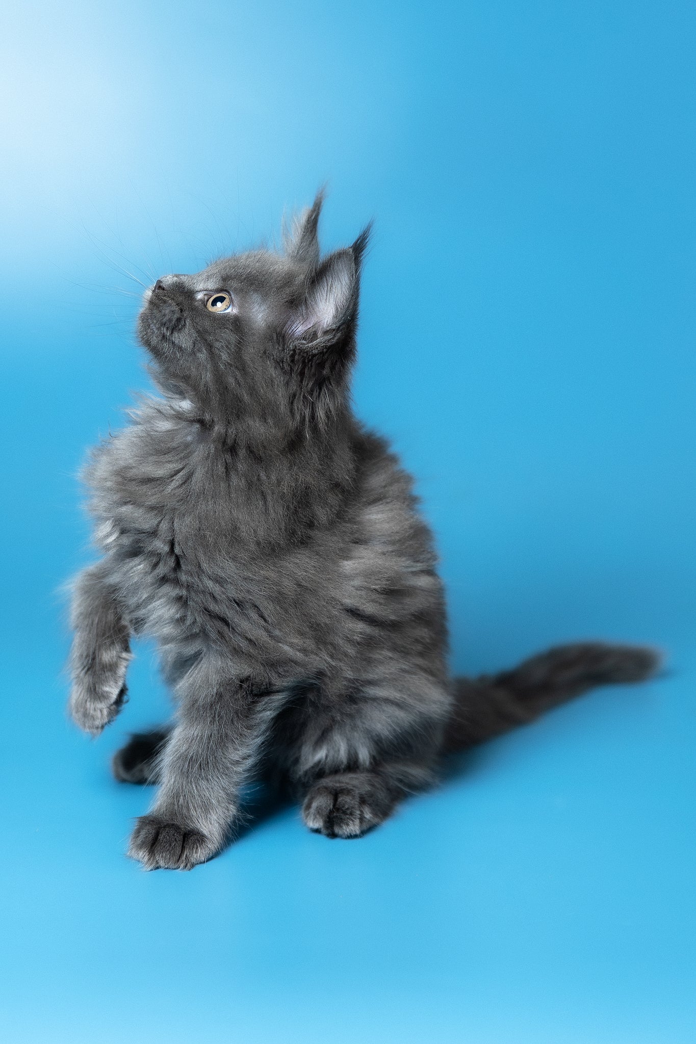 Winston | Maine Coon Kitten - Image 6