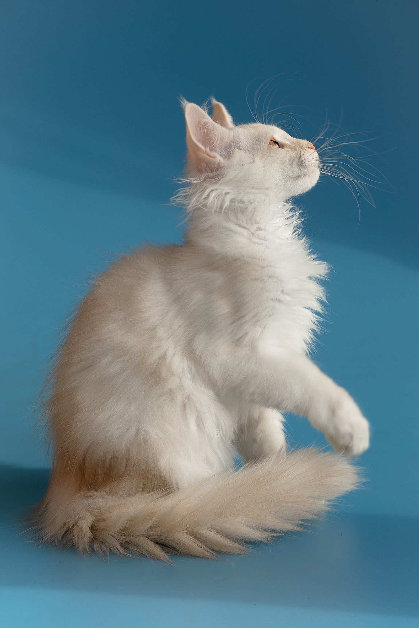 Winter | Maine Coon Kitten - Image 11