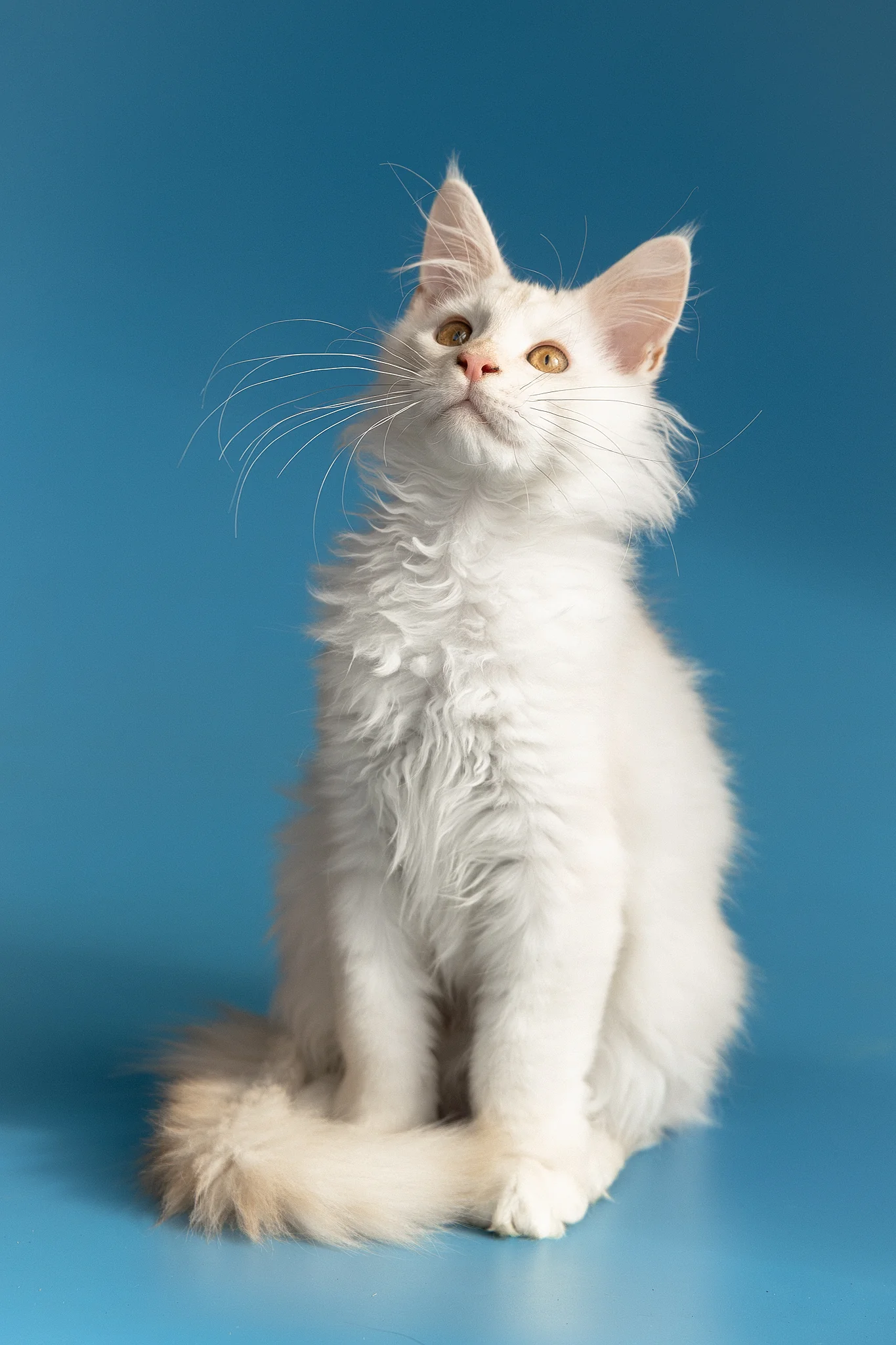 Winter | Maine Coon Kitten - Image 5