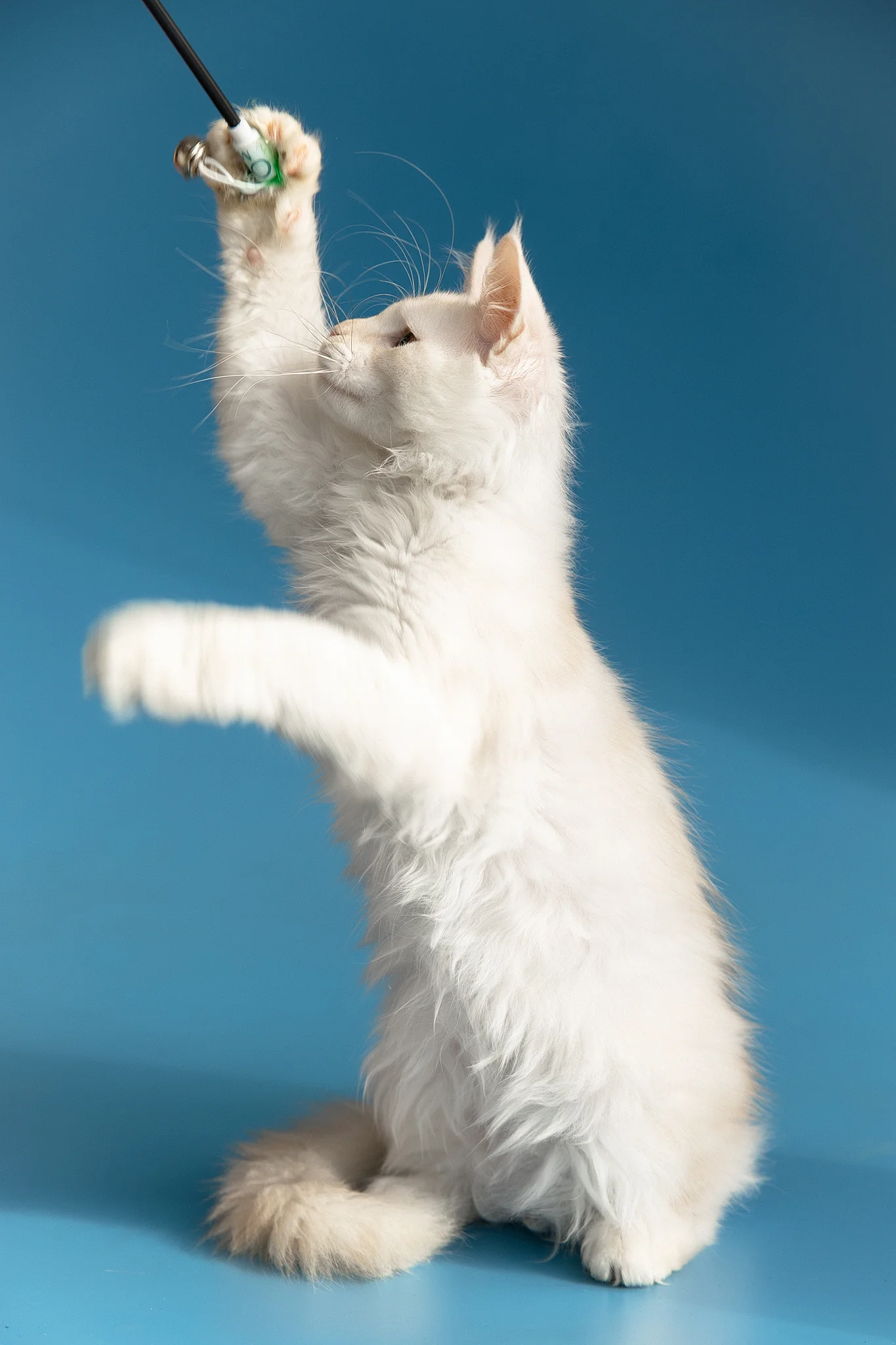 Winter | Maine Coon Kitten - Image 6