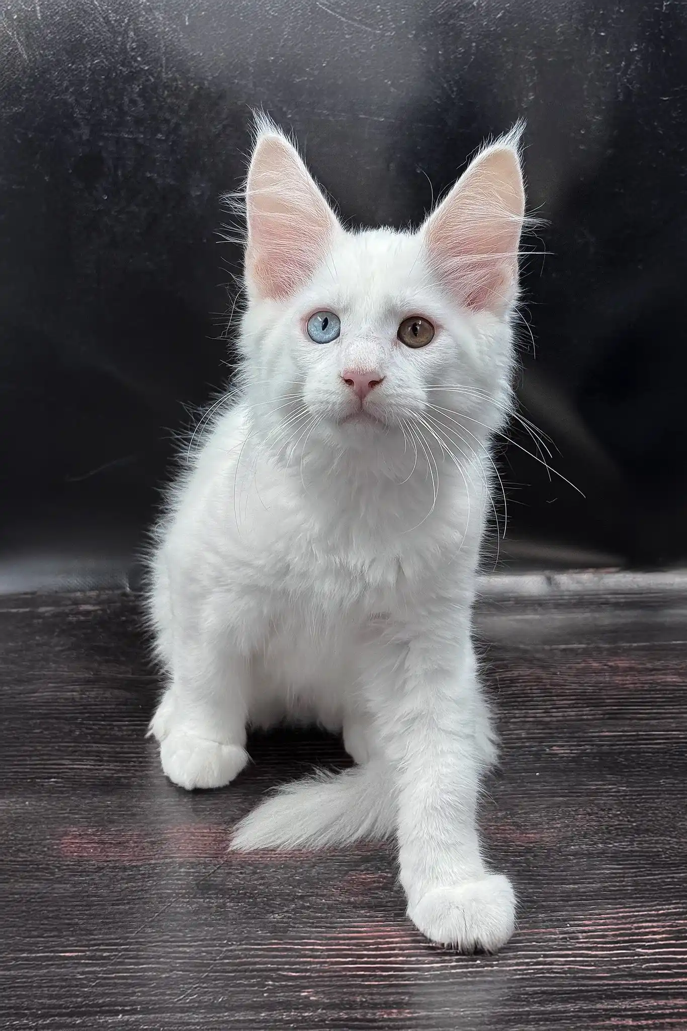 Wisam | Maine Coon Kitten - Image 2