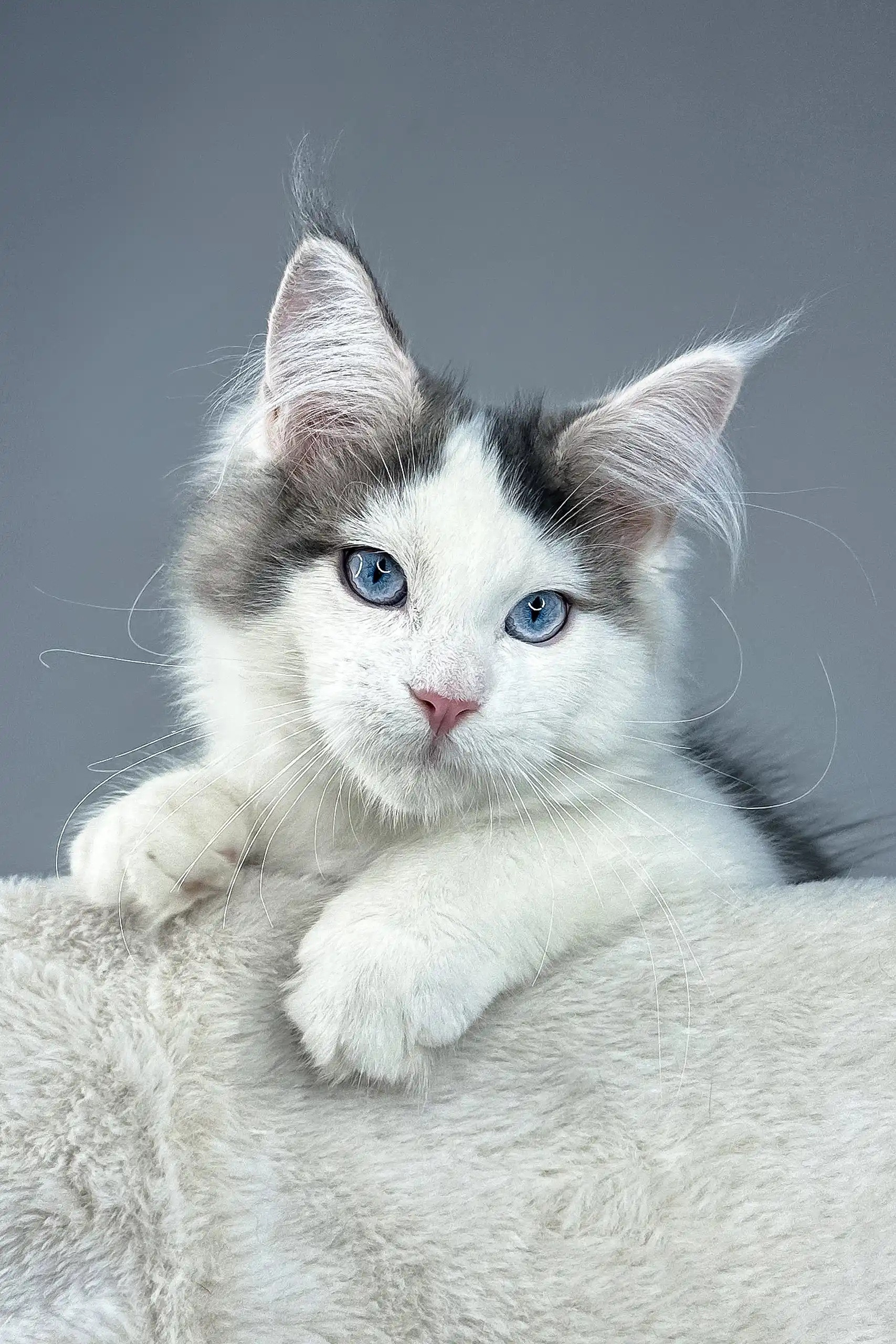 Wizard | Maine Coon Kitten - Image 9