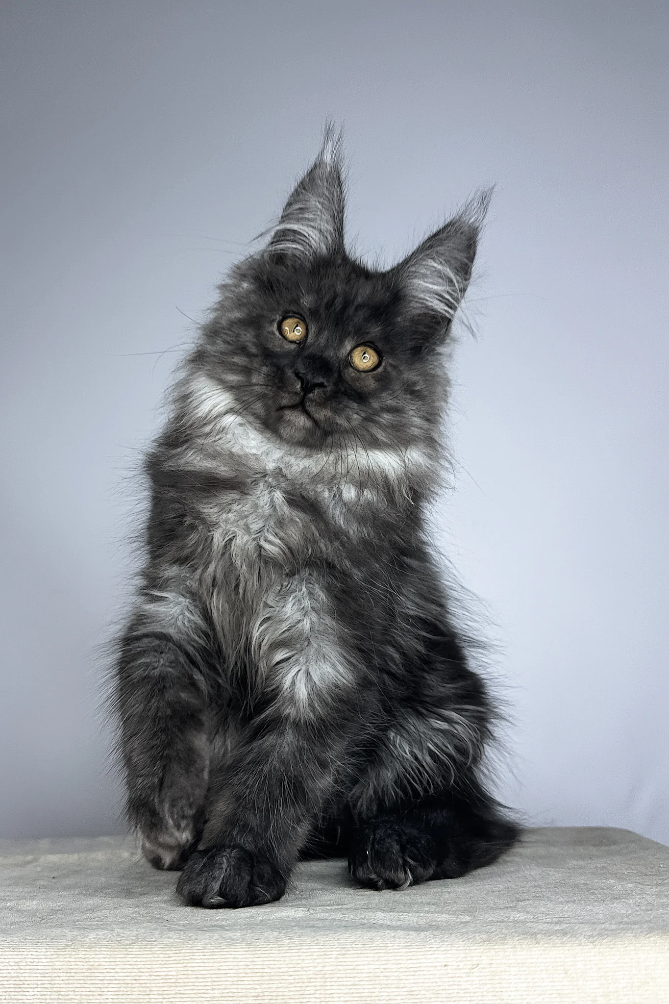 Wolter | Maine Coon Kitten - Image 10