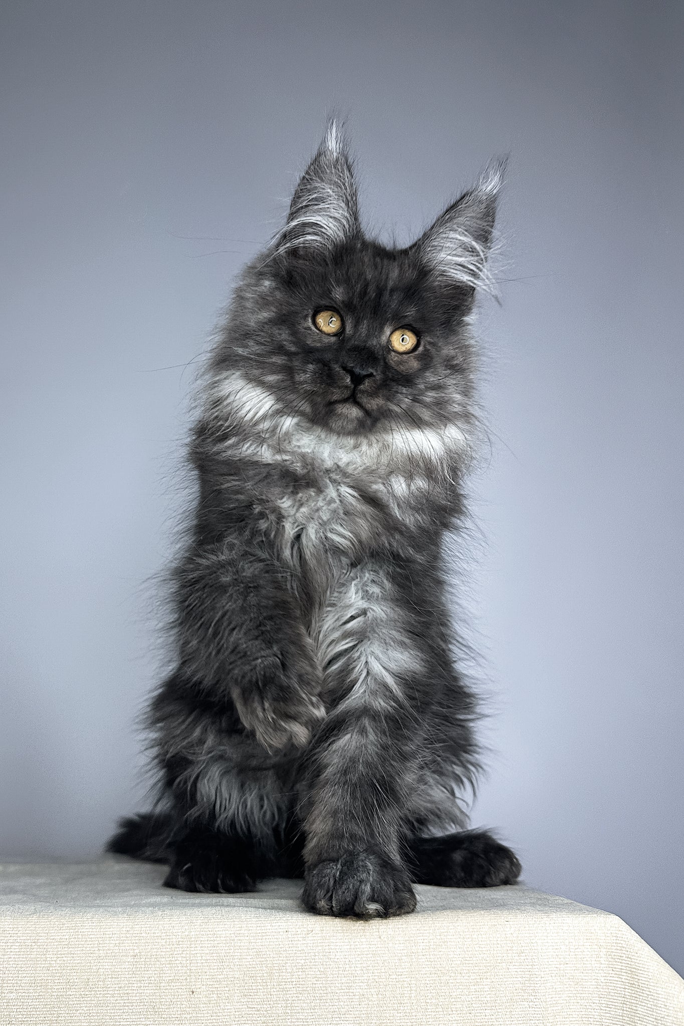 Wolter | Maine Coon Kitten - Image 8