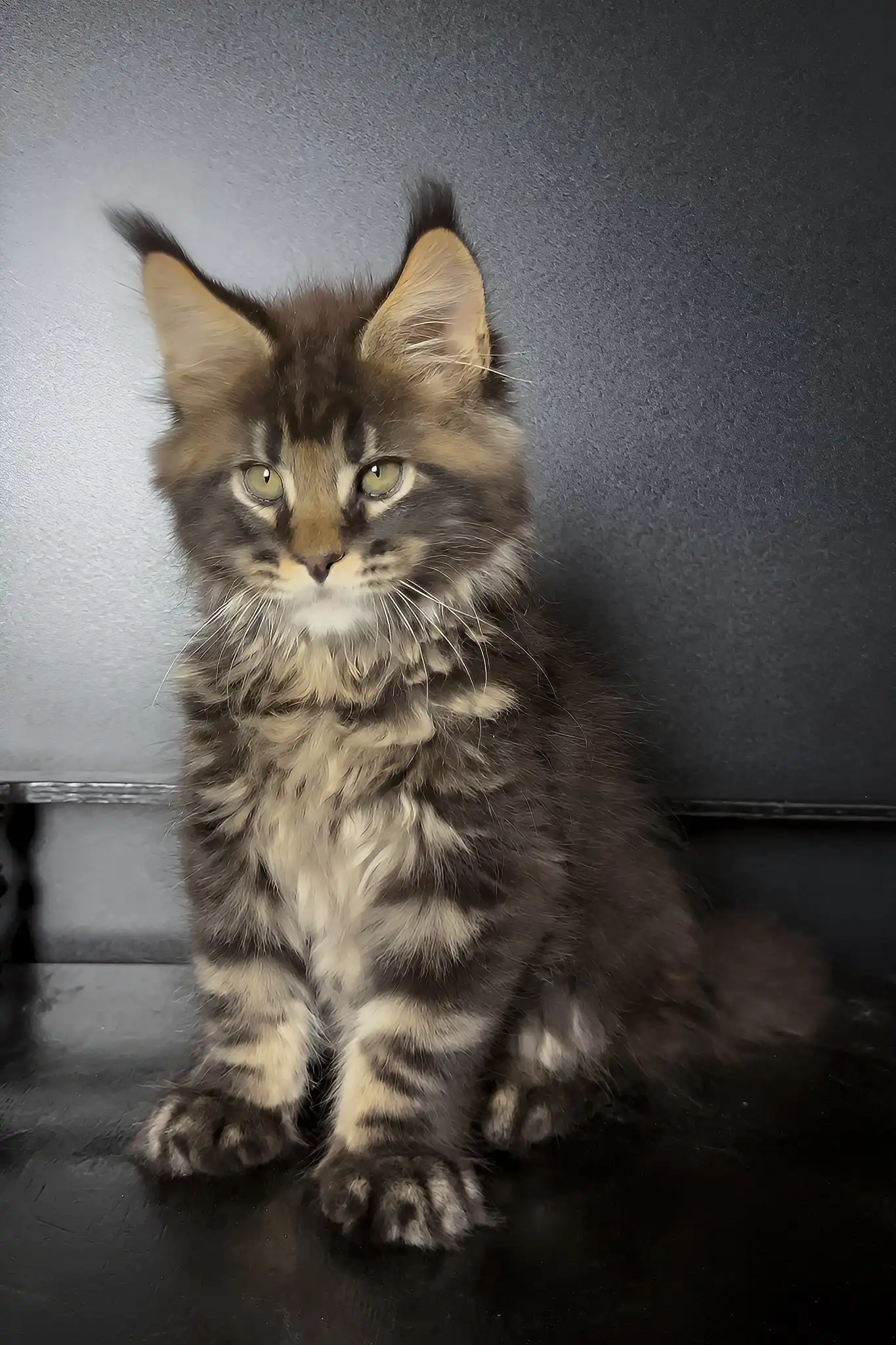 Xaul | Maine Coon Kitten - Image 6
