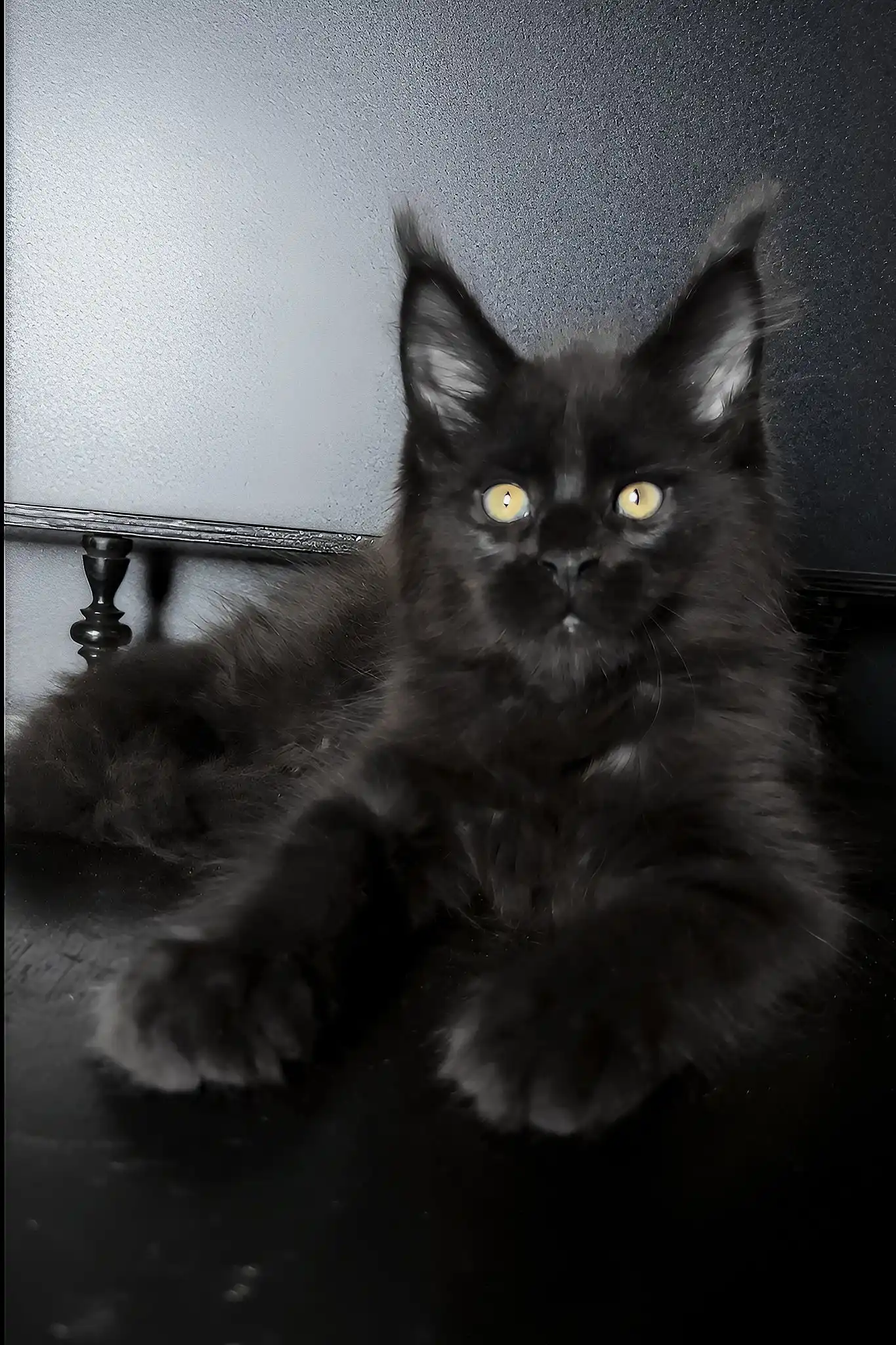 Xavi | Maine Coon Kitten - Image 2