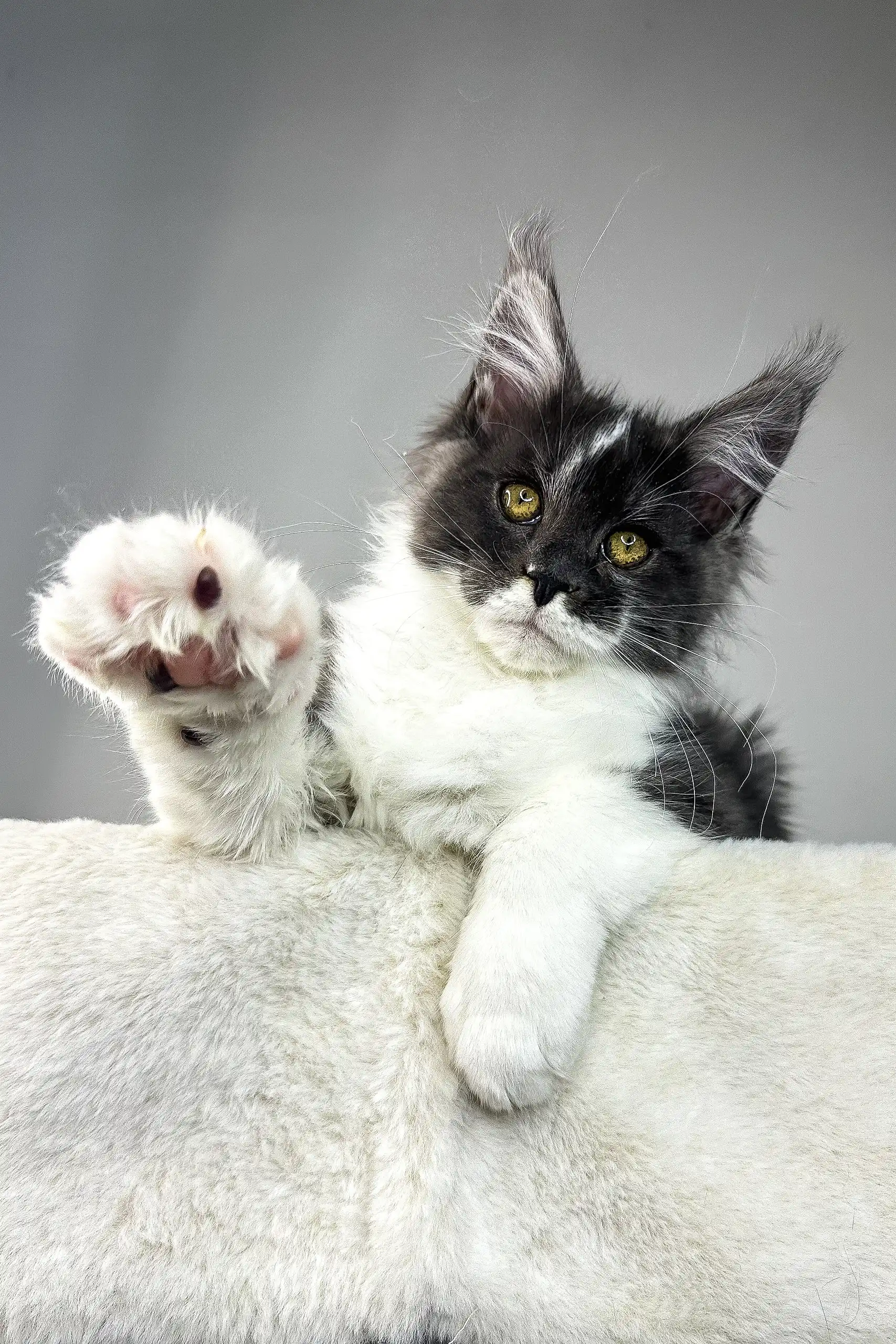 Xavier | Maine Coon Kitten - Image 5
