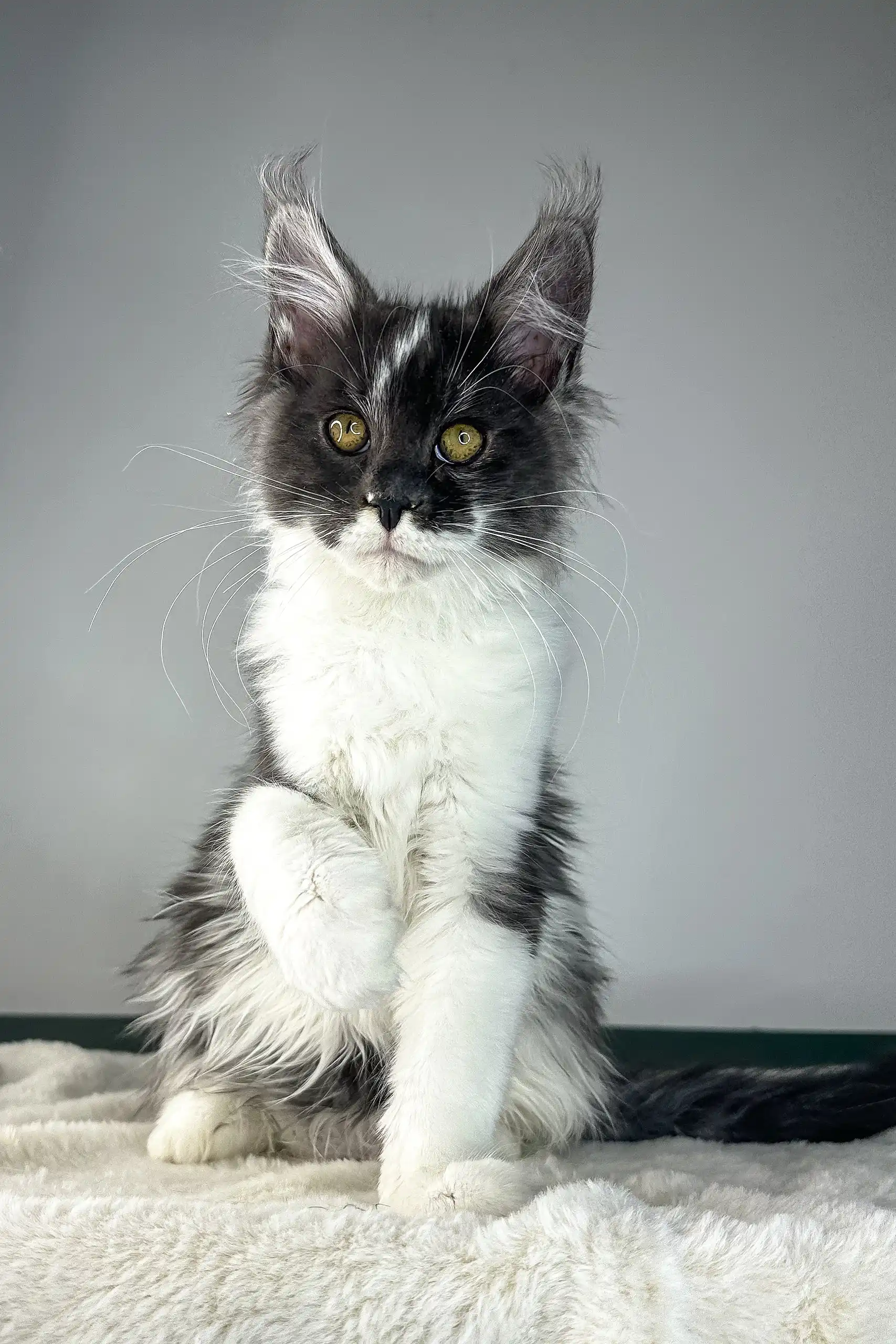 Xavier | Maine Coon Kitten - Image 7