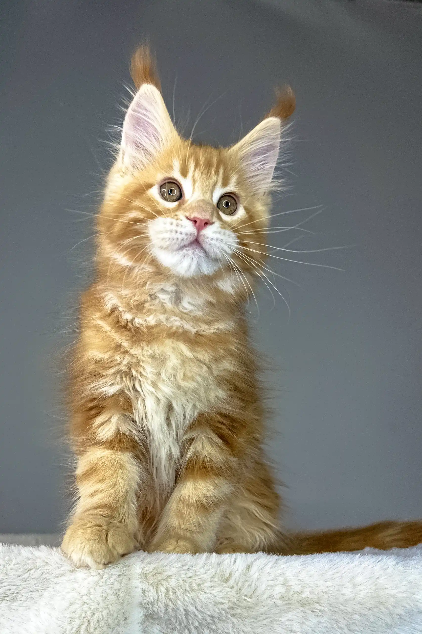 Yago | Maine Coon Kitten - Image 8