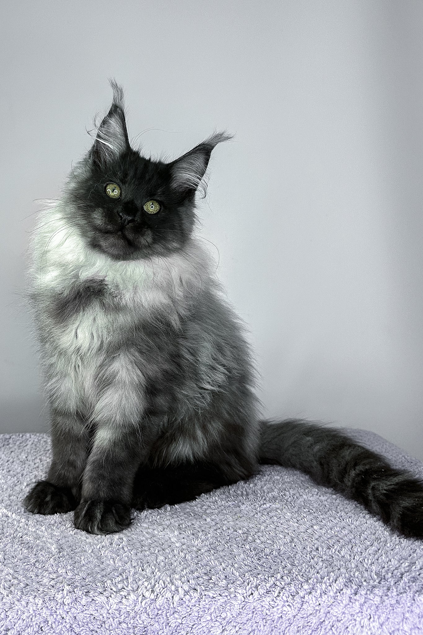 Yamir | Maine Coon Kitten - Image 5