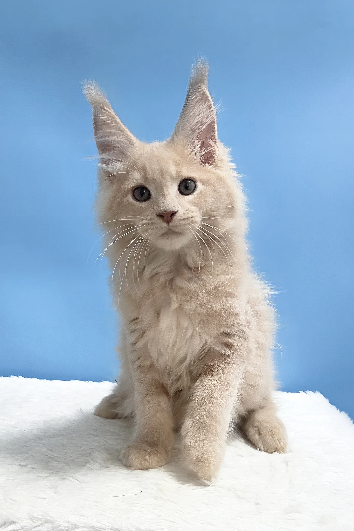 Yarik | Maine Coon Kitten - Image 7