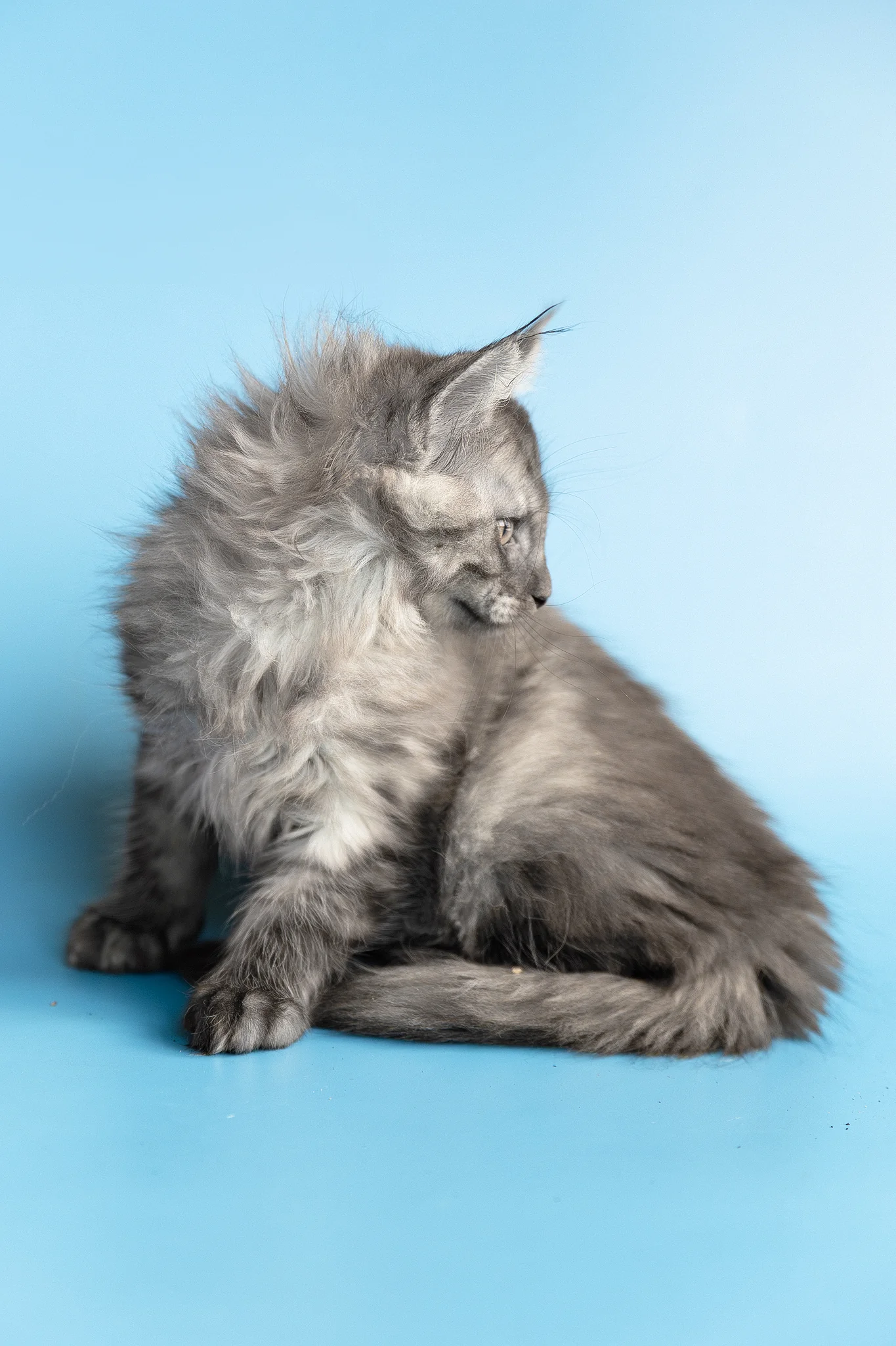 Yoda | Maine Coon Kitten - Image 6