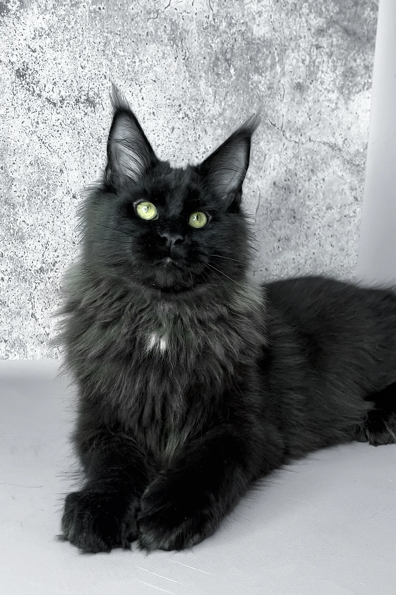 York | Maine Coon Kitten