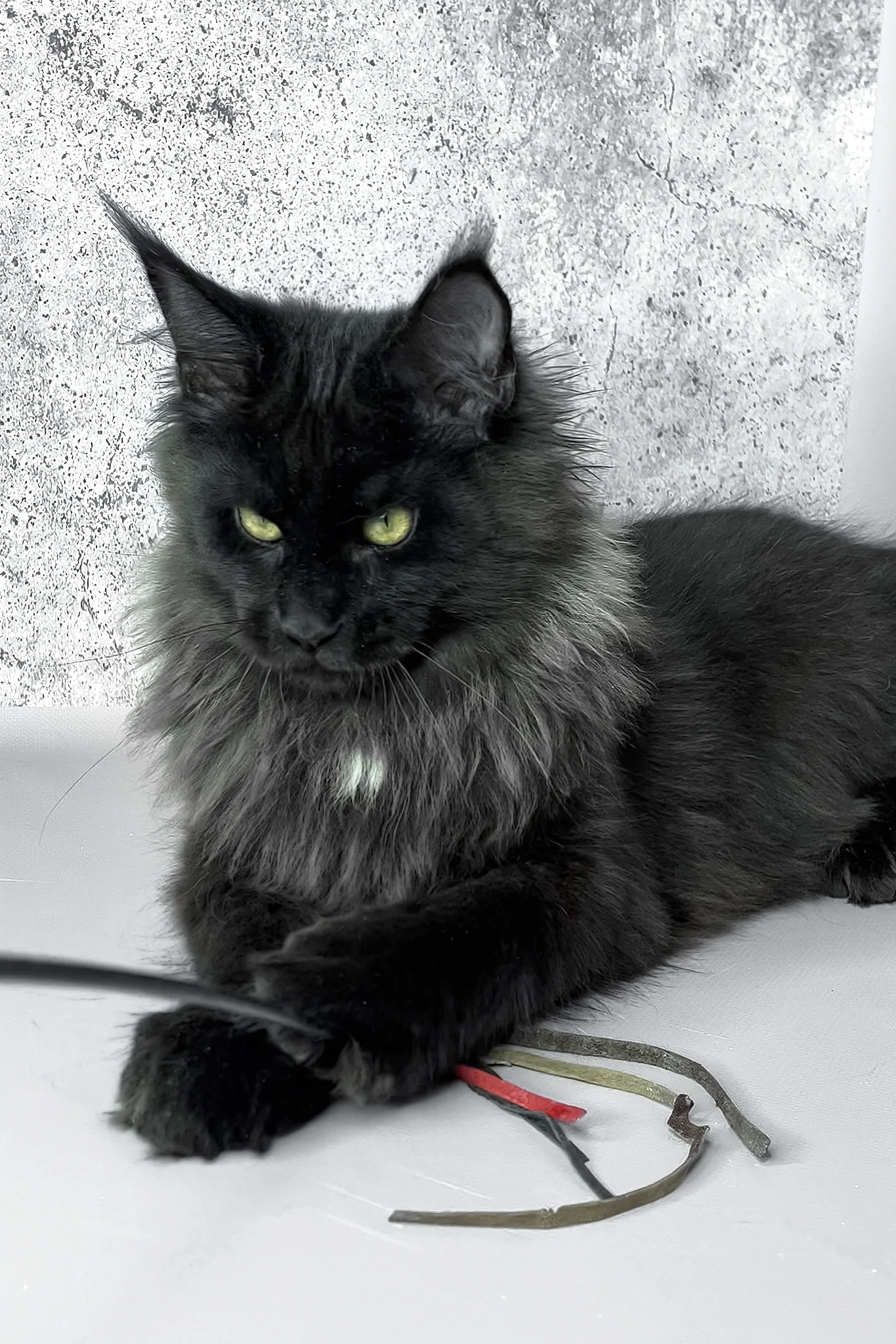 York | Maine Coon Kitten - Image 4