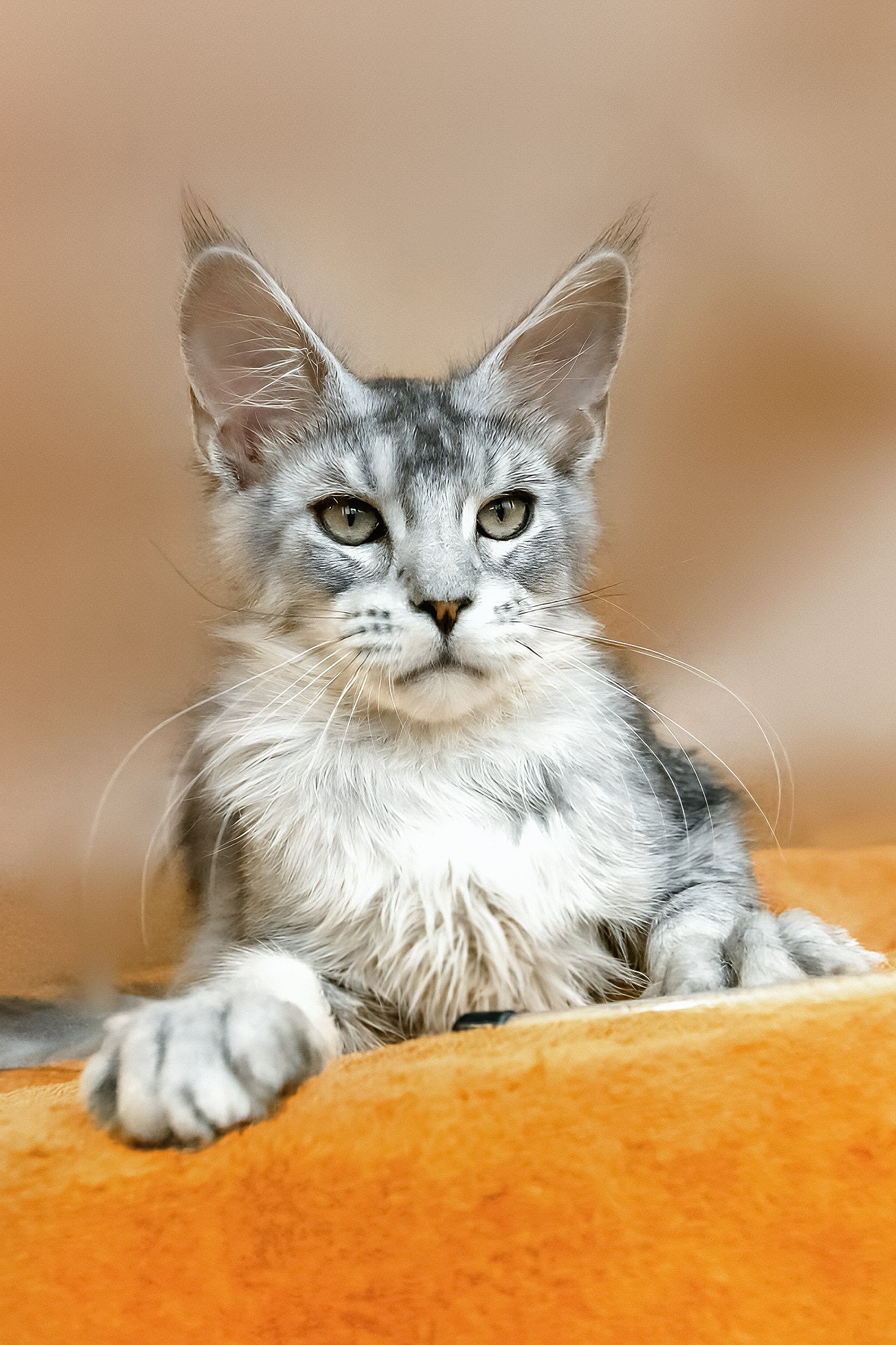 York | Maine Coon Kitten - Image 4