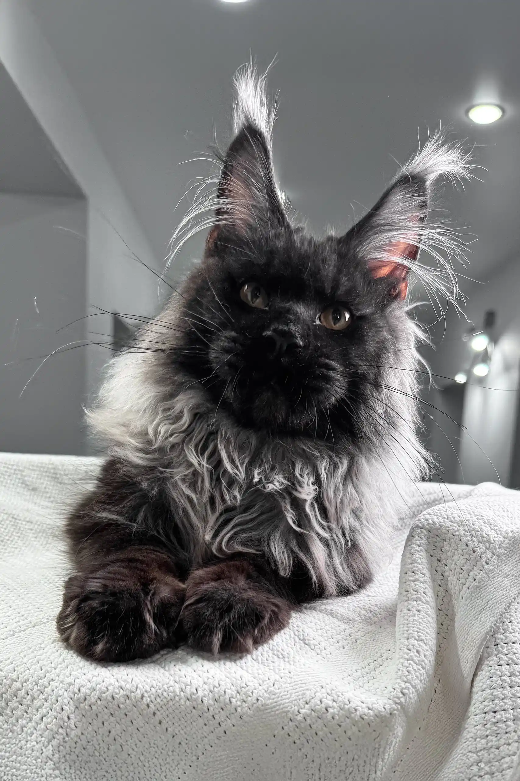 Your | Maine Coon Kitten - Image 12