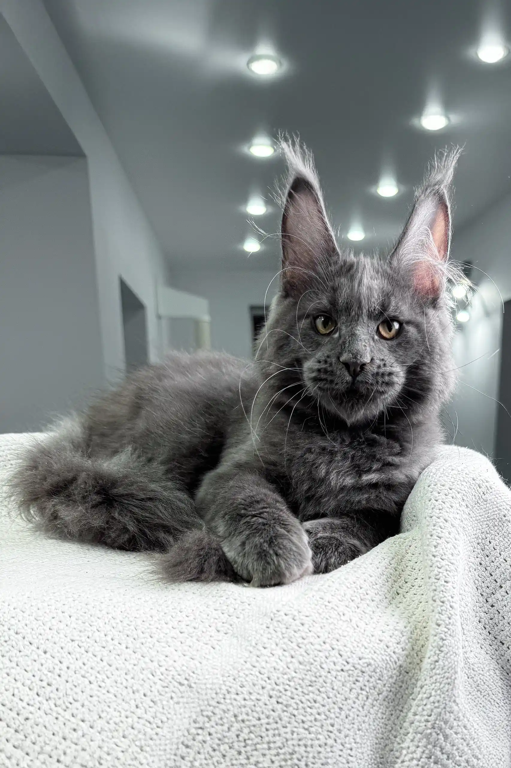 Zanzibar | Maine Coon Kitten - Image 2