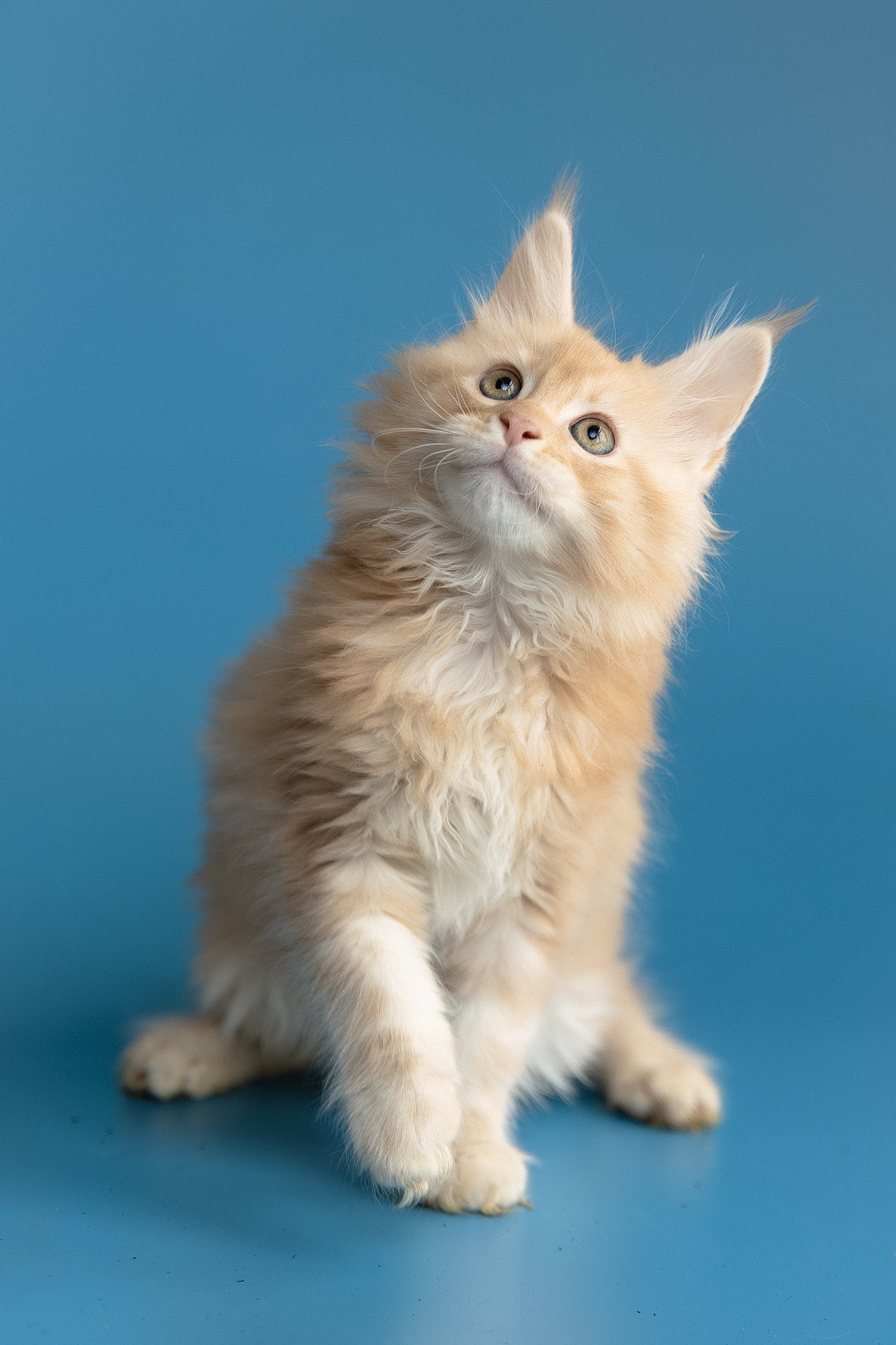 Zefir | Maine Coon Kitten - Image 3