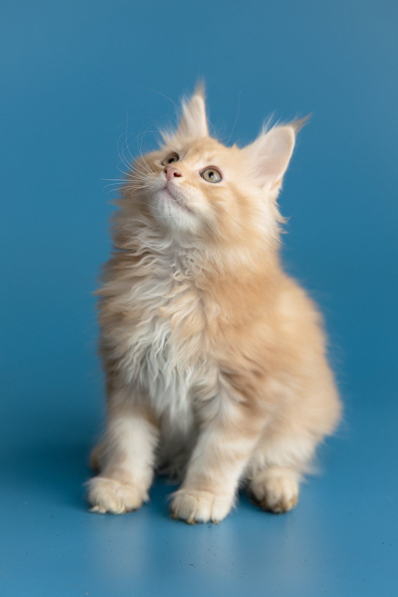 Zefir | Maine Coon Kitten - Image 6