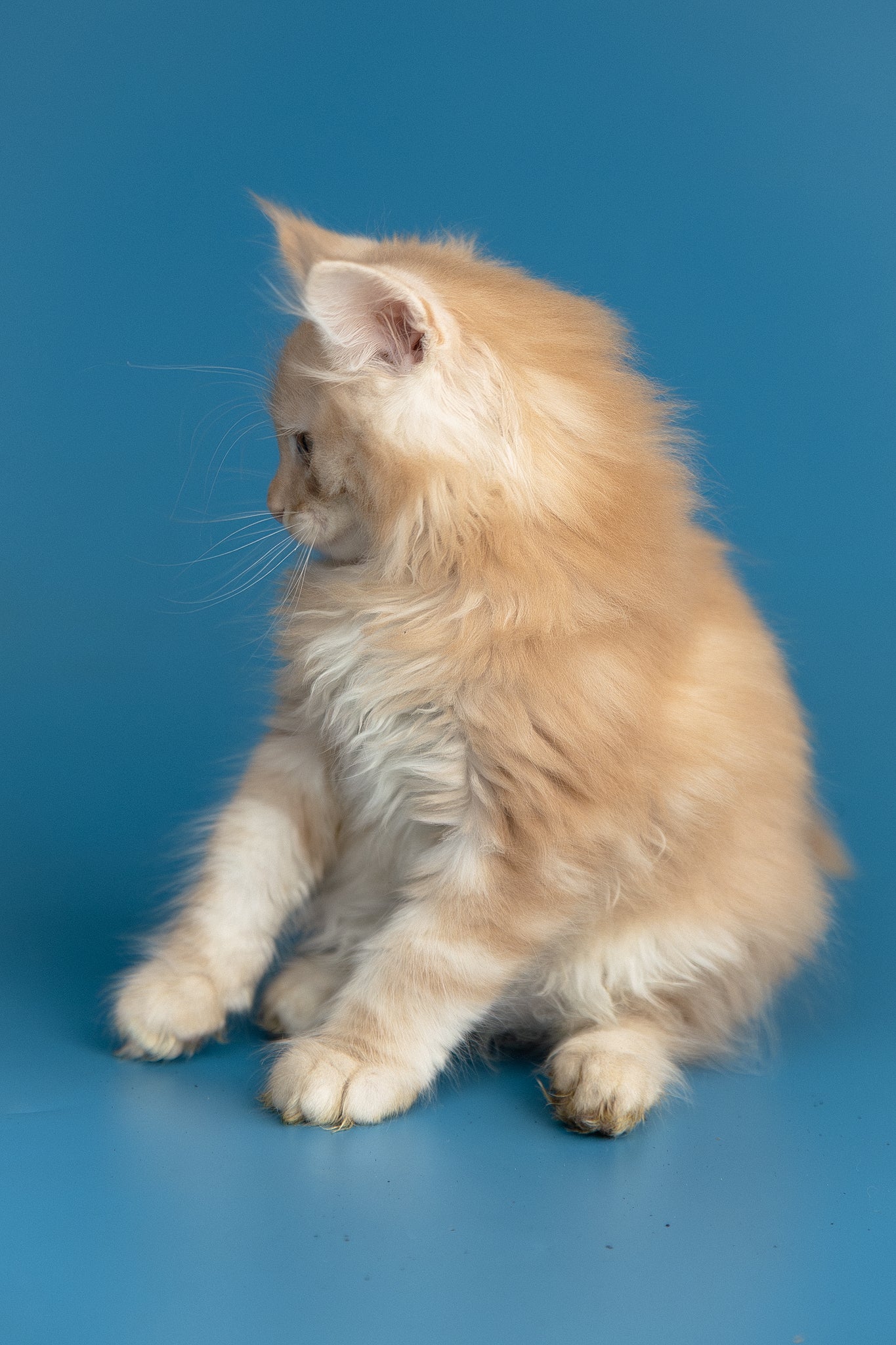 Zefir | Maine Coon Kitten - Image 9