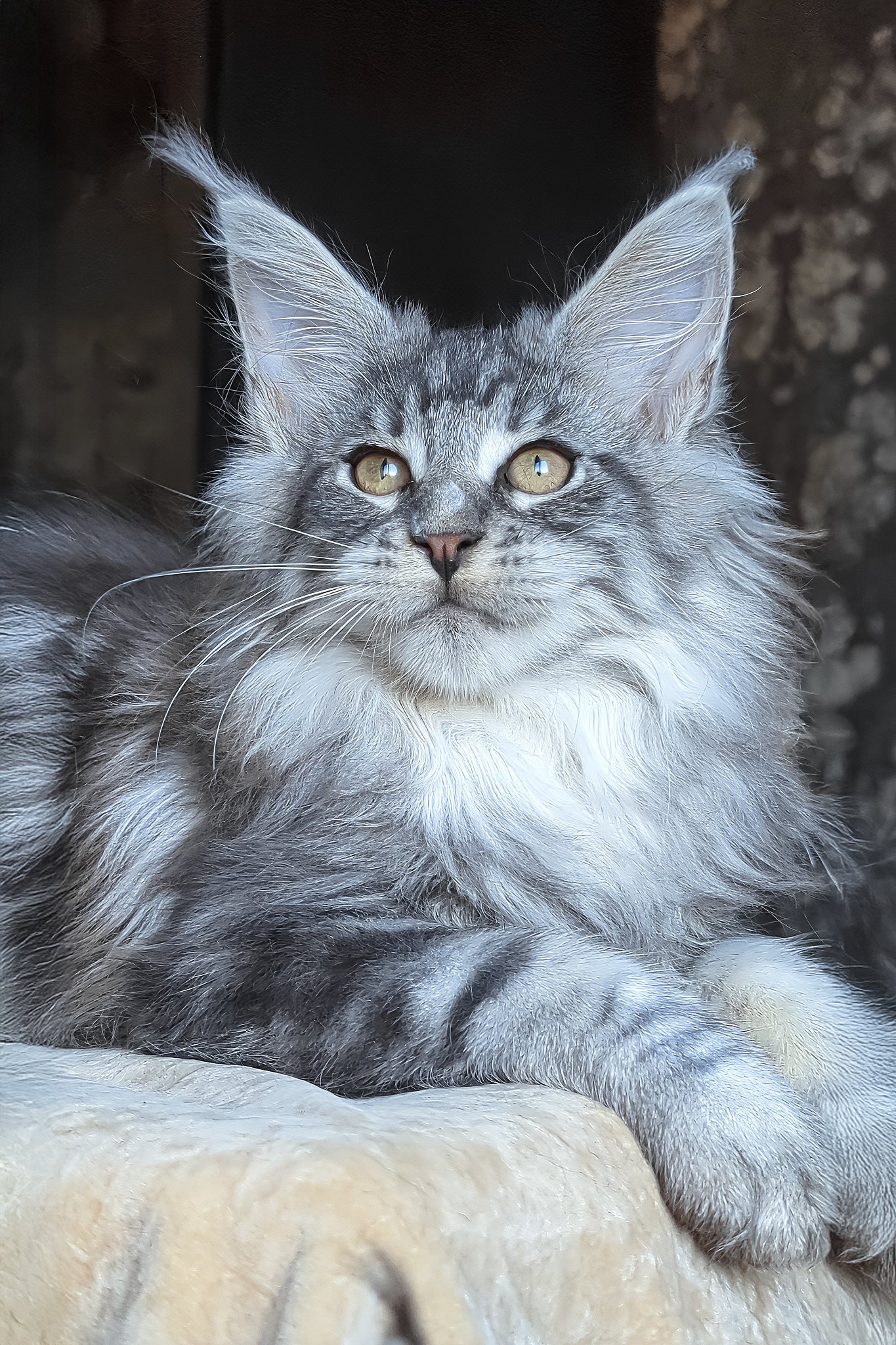 Zeitun | Maine Coon Kitten - Image 4