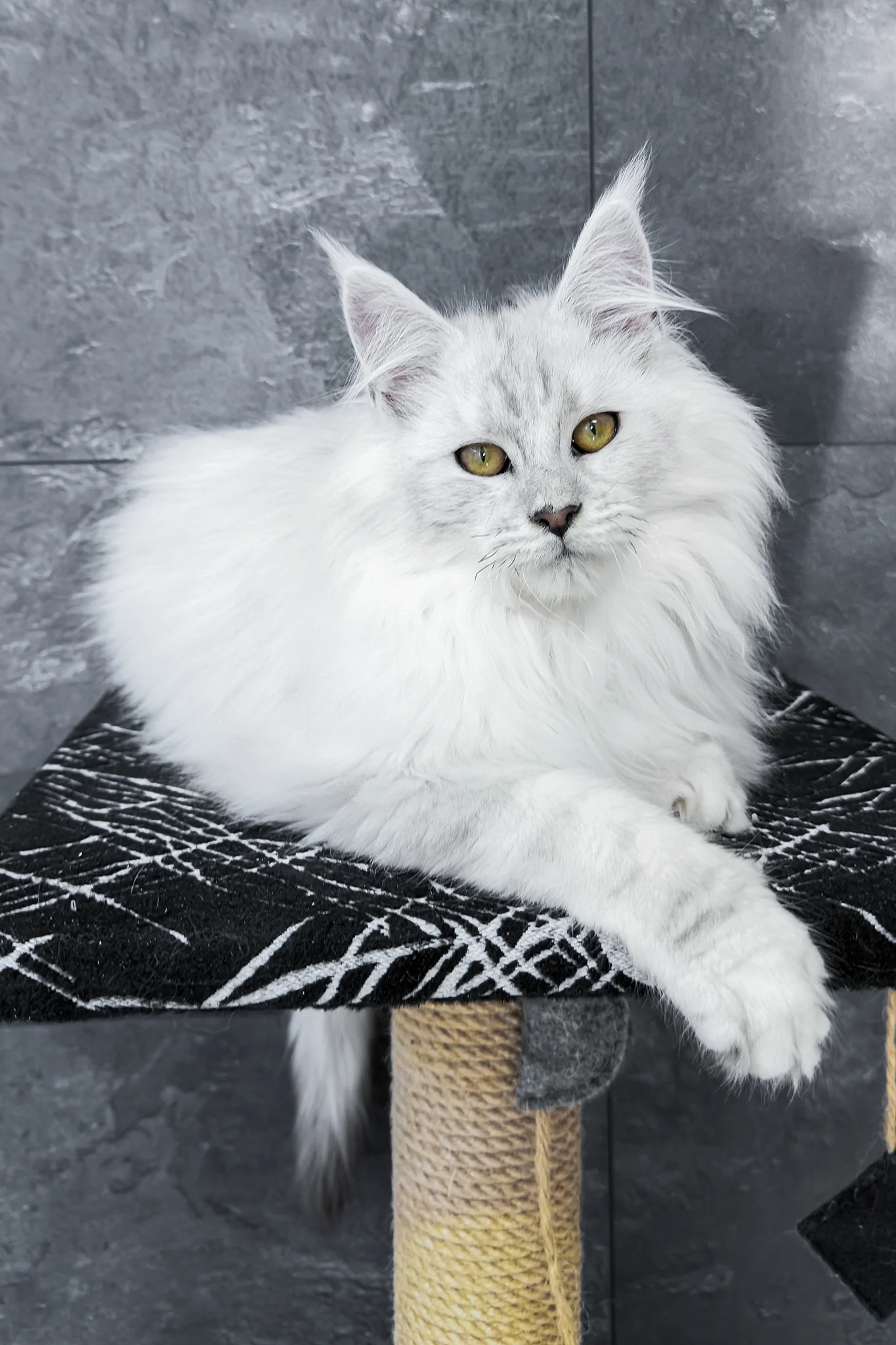 Zephir | Maine Coon Kitten - Image 2
