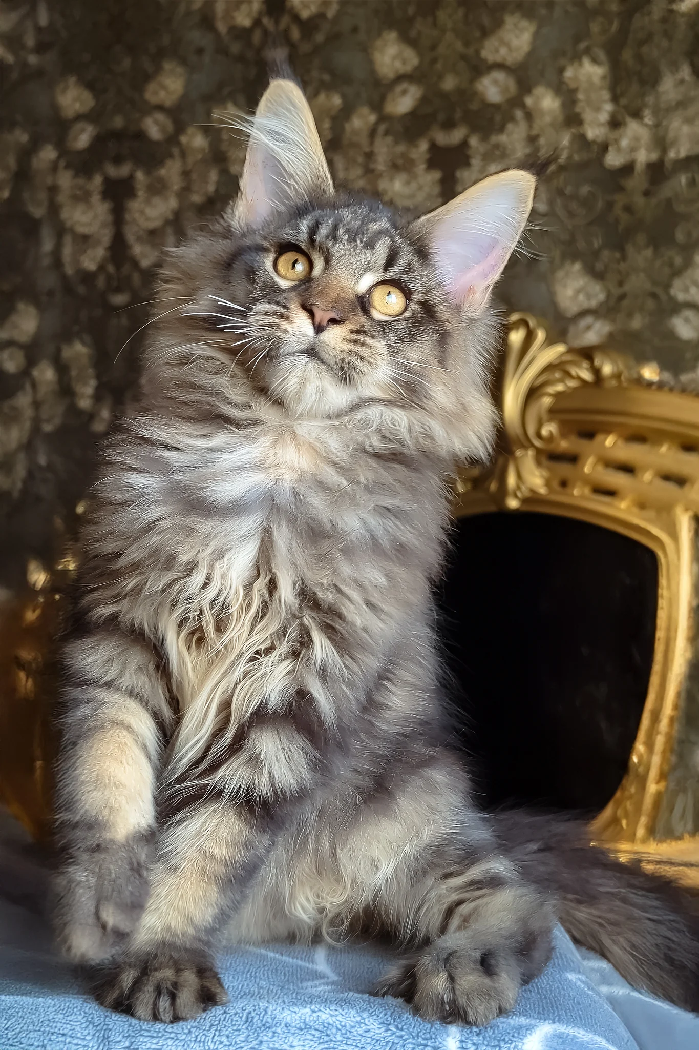 Zevs | Maine Coon Kitten - Image 3