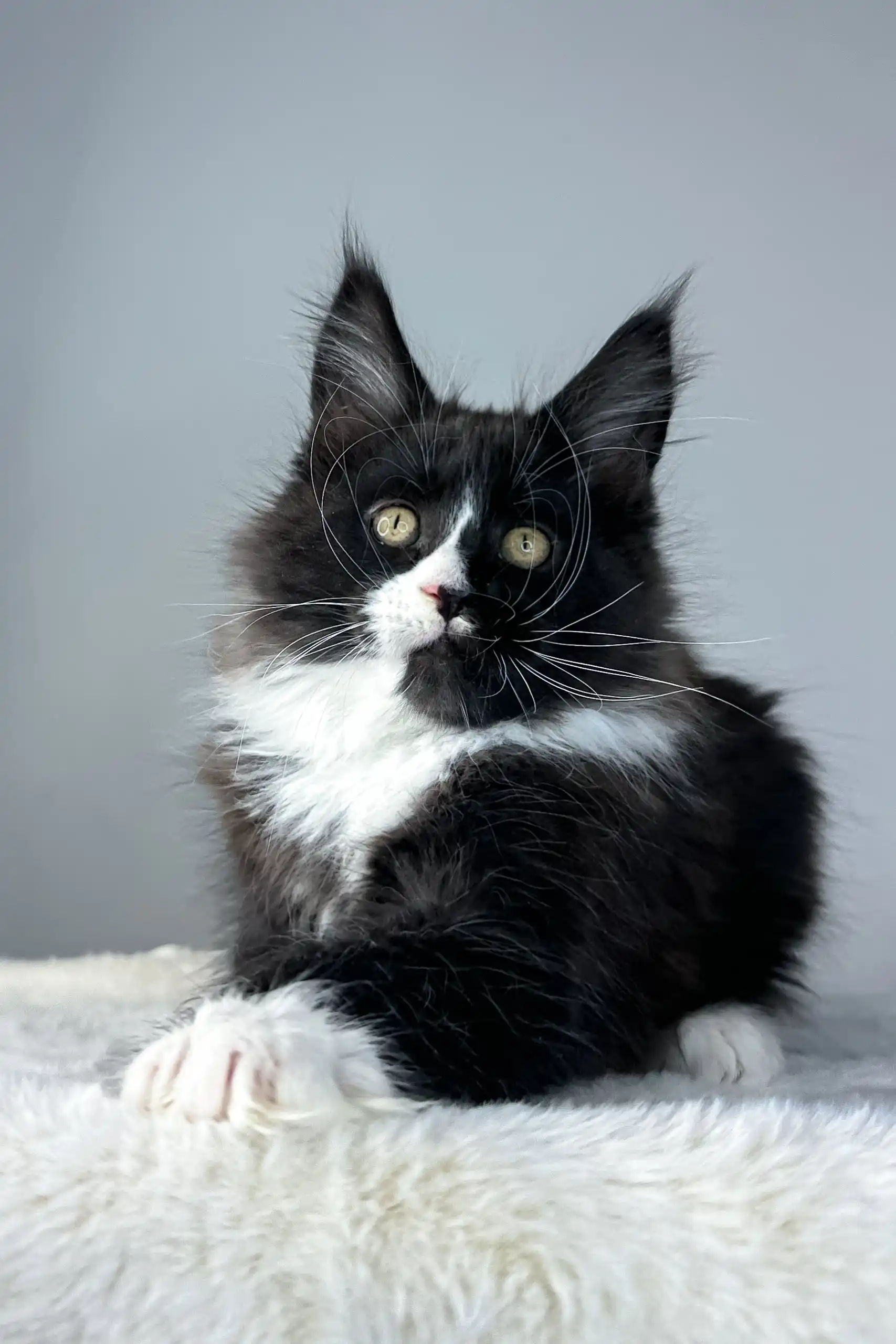 Zigzag | Maine Coon Kitten - Image 4