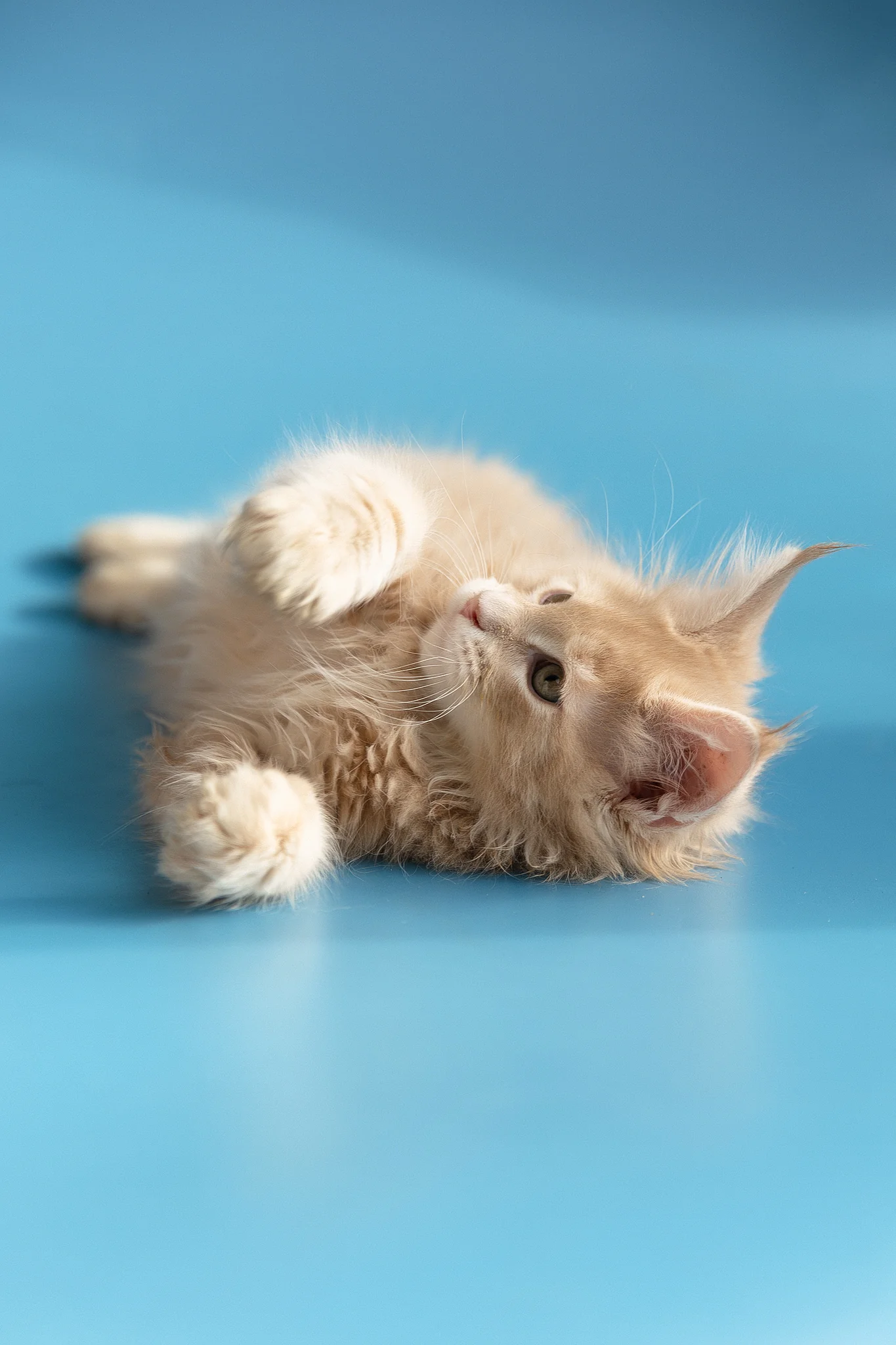 Zlatan | Maine Coon Kitten - Image 13