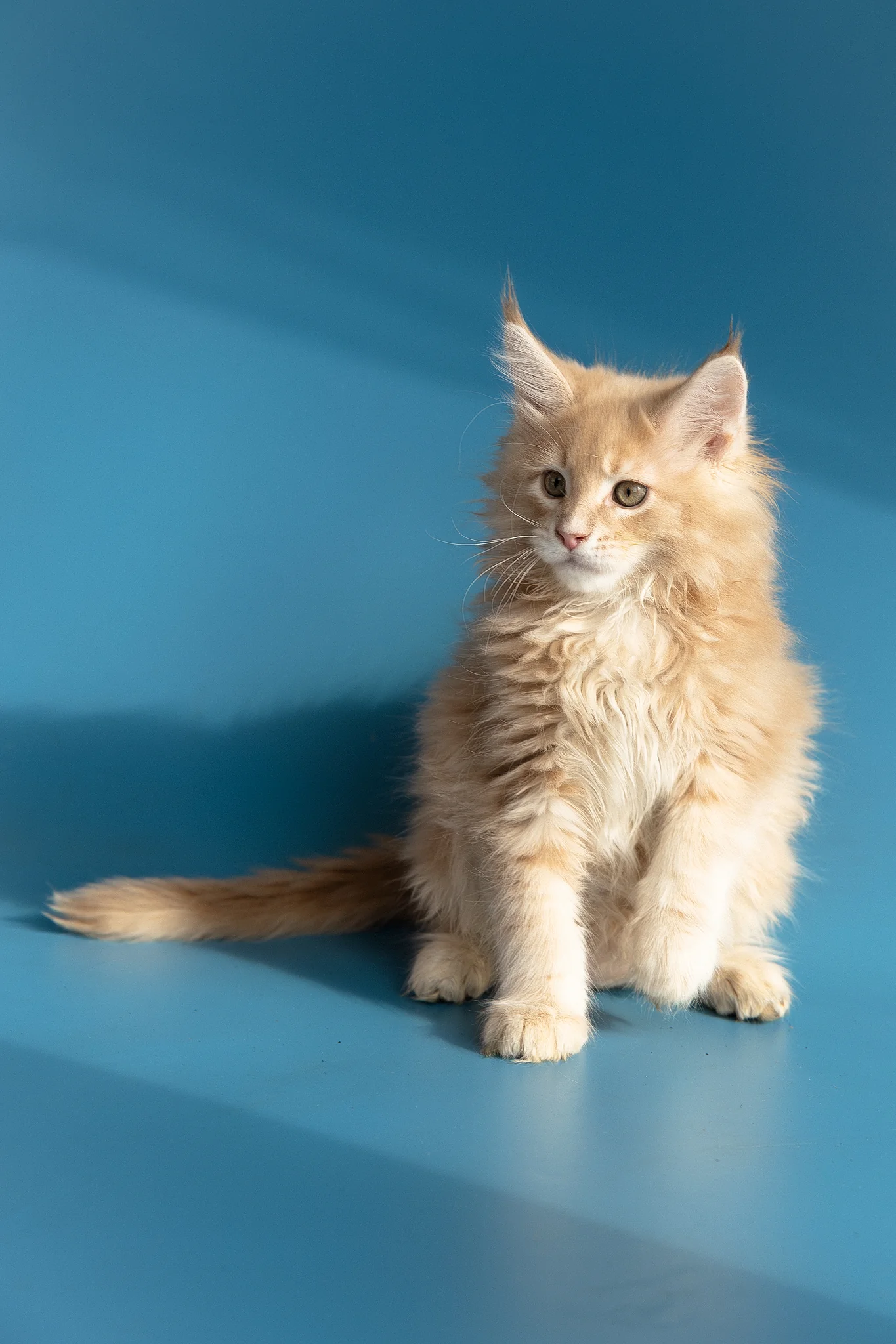 Zlatan | Maine Coon Kitten - Image 16