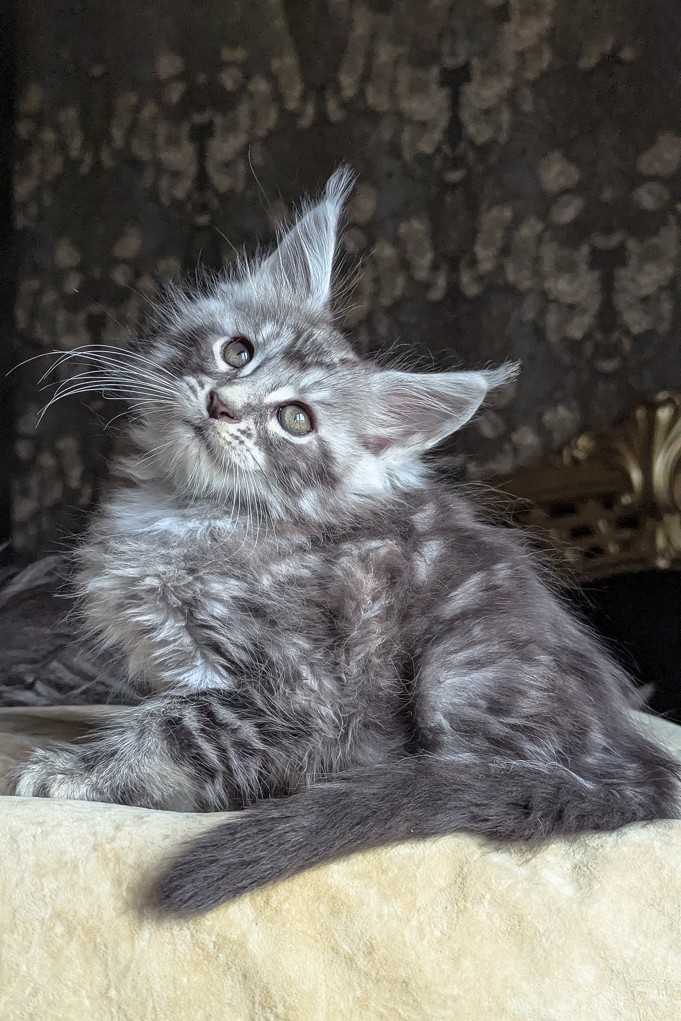 Zoltan | Maine Coon Kitten - Image 2