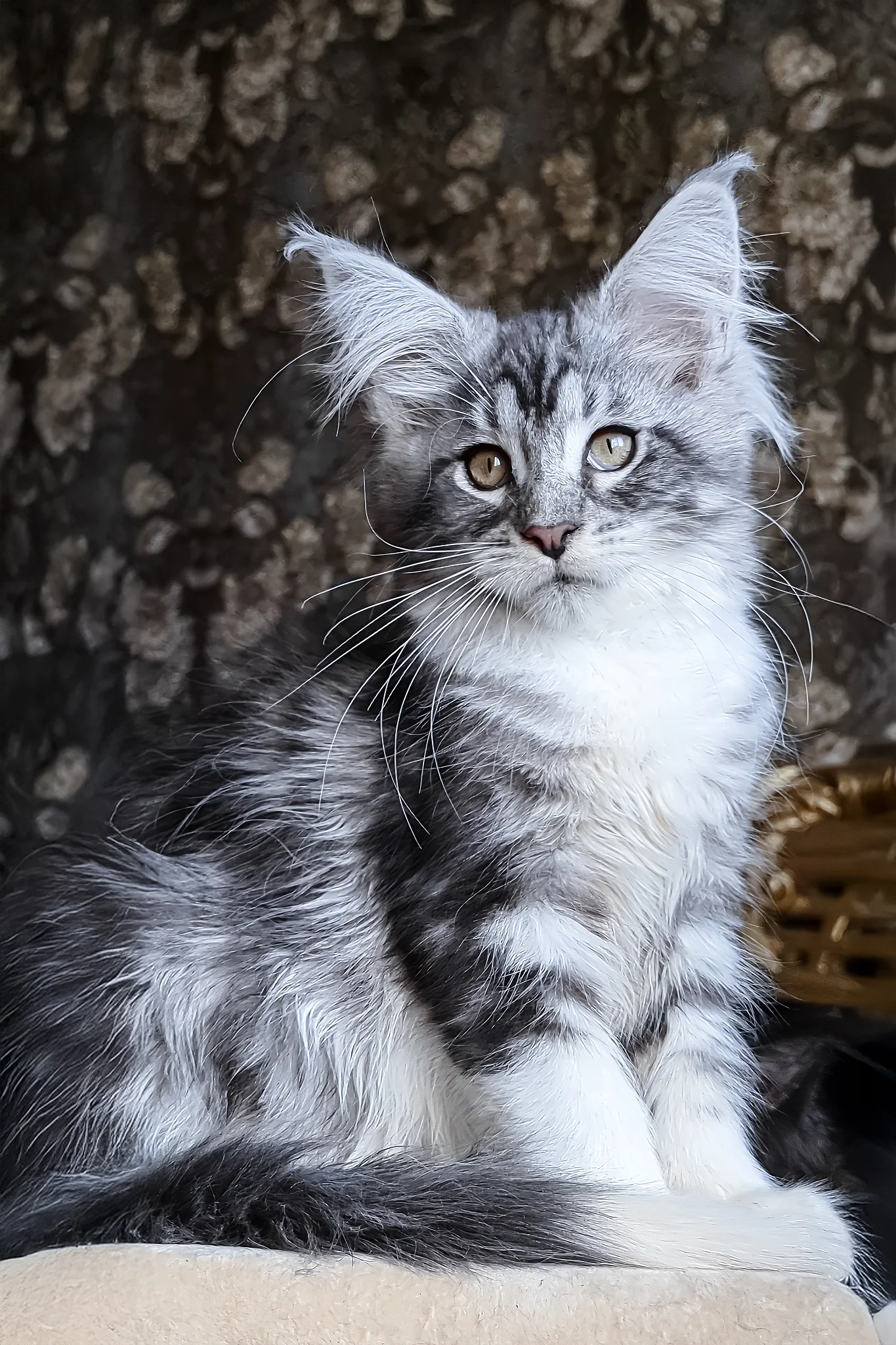 Zorian | Maine Coon Kitten - Image 3
