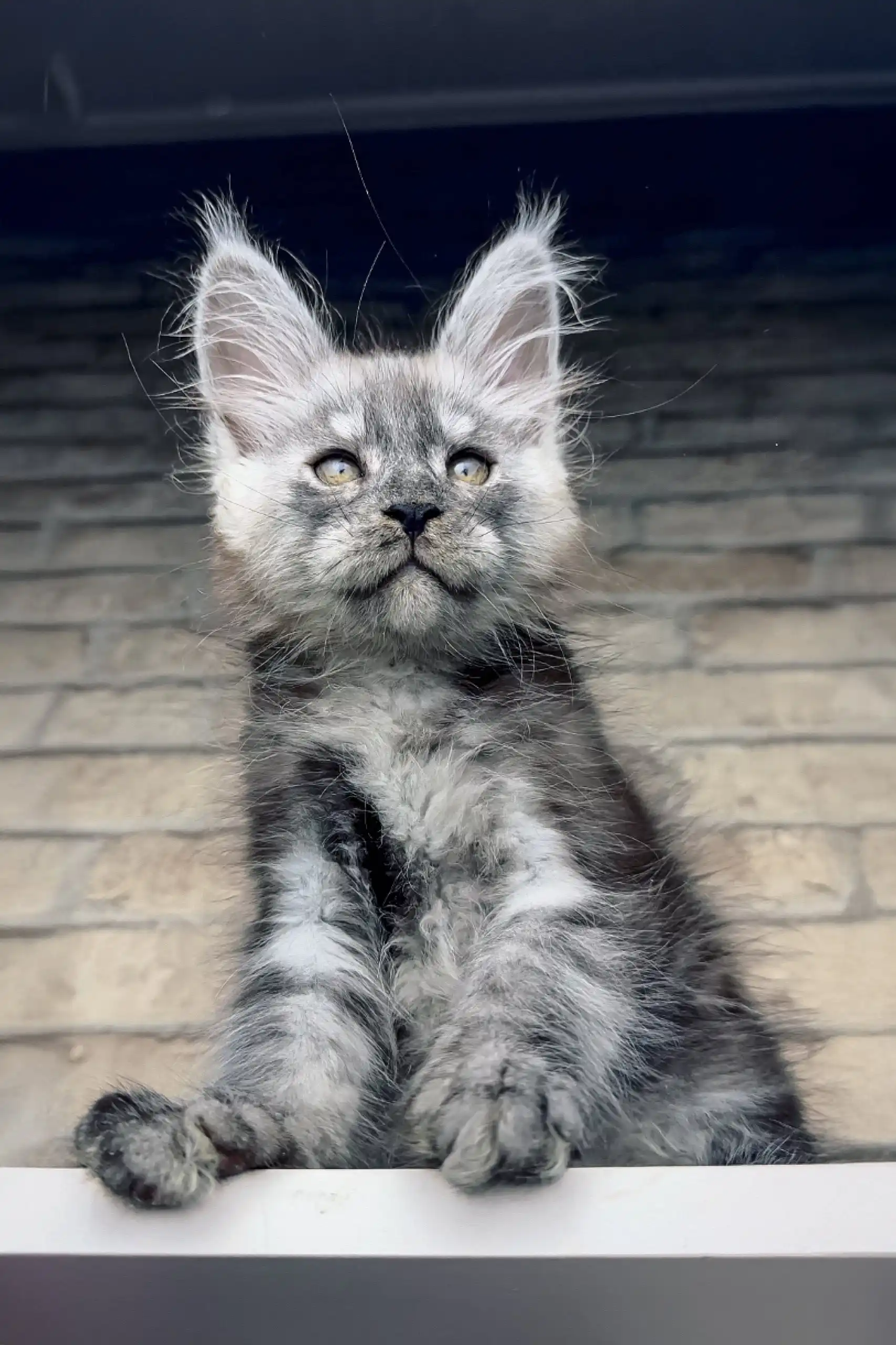 Zorro | Maine Coon Kitten - Image 4