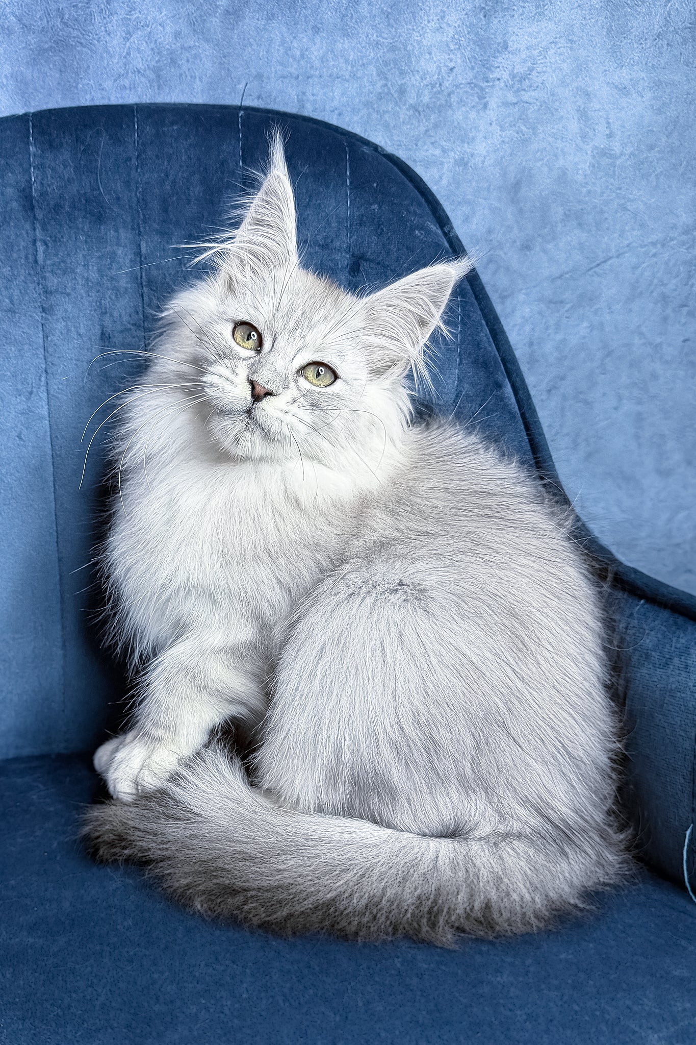 Zultan | Maine Coon Kitten - Image 2