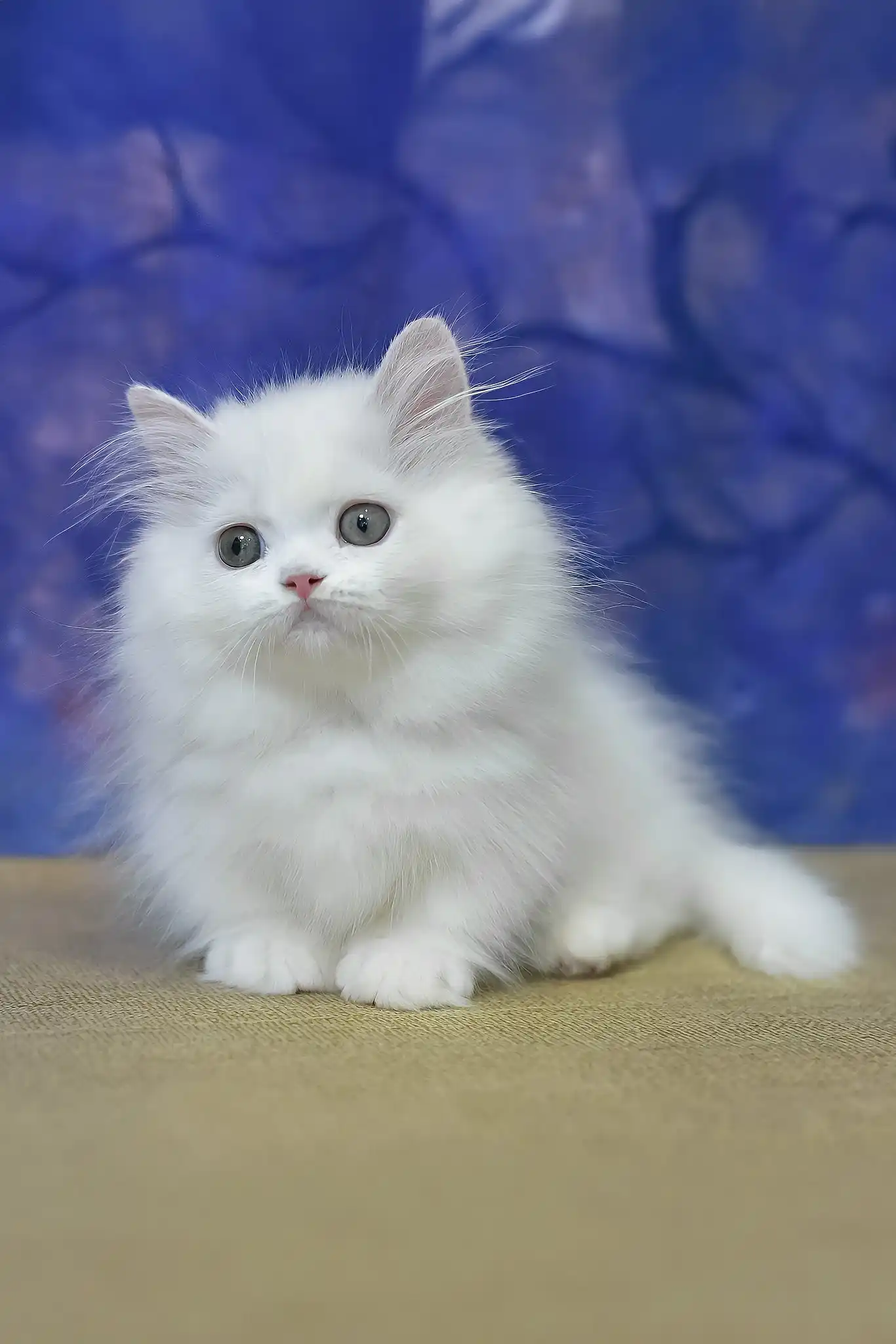 Parin | Munchkin Kitten - Image 3