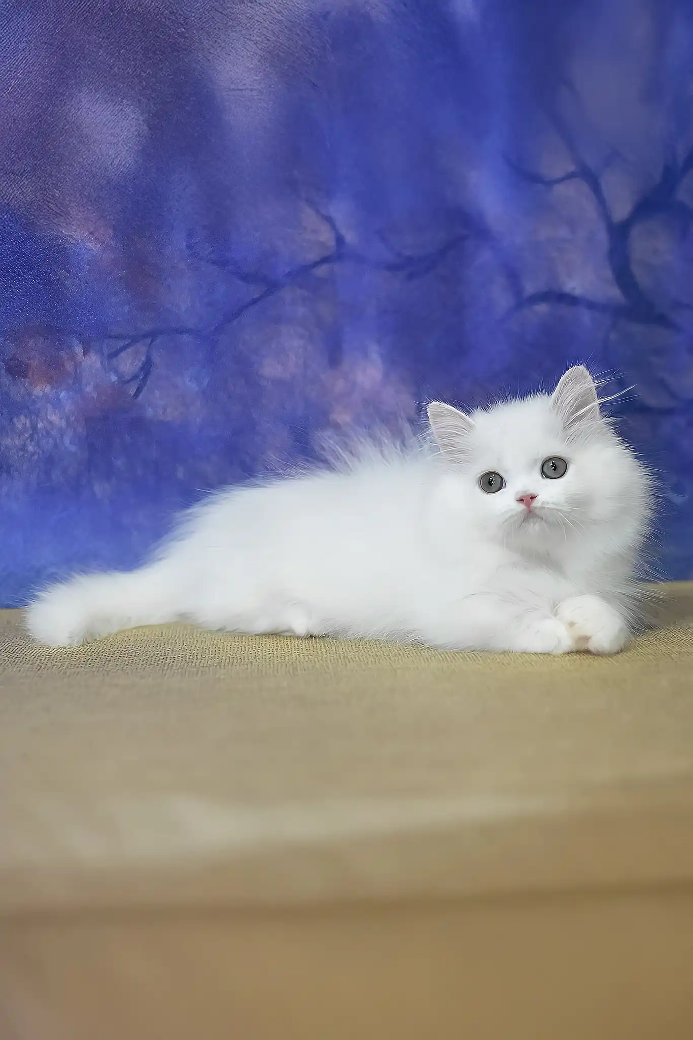 Parin | Munchkin Kitten - Image 4