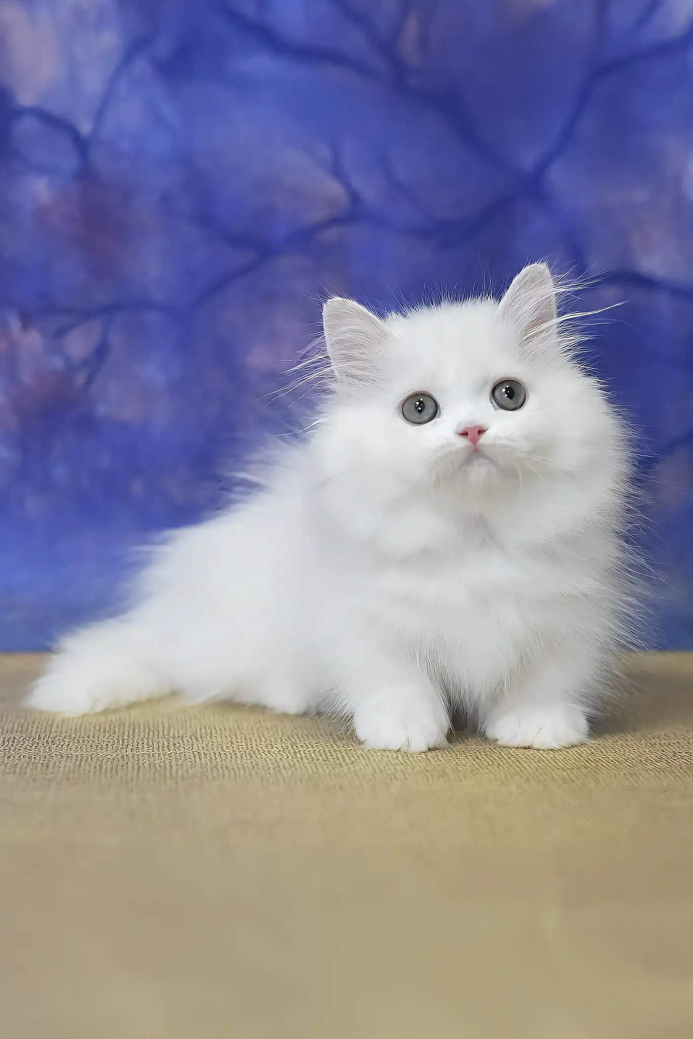 Parin | Munchkin Kitten - Image 6