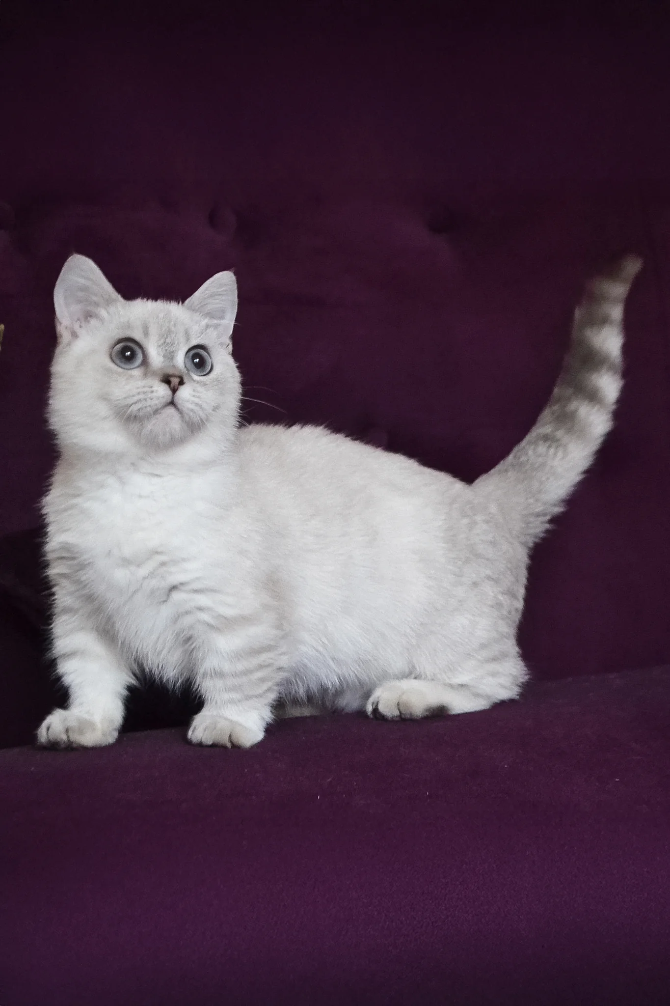 Teddy | Munchkin Kitten - Image 2