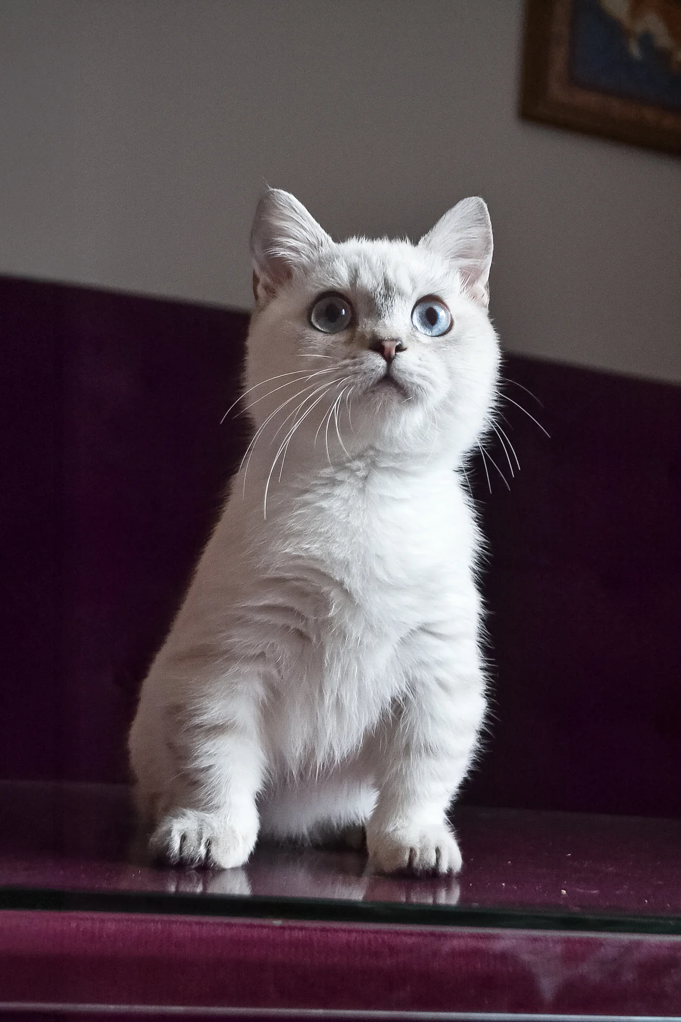 Teddy | Munchkin Kitten - Image 5