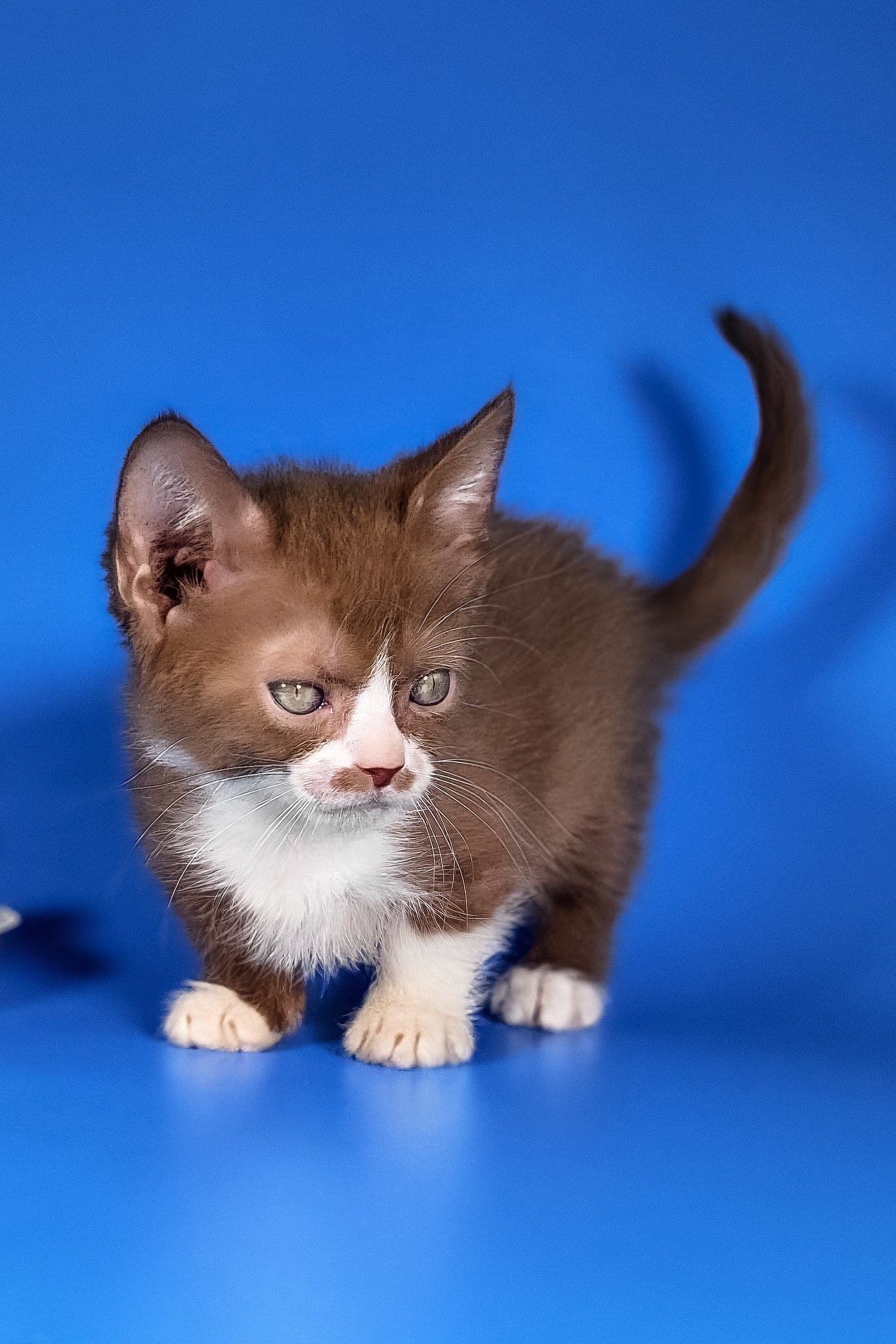 Tiger | Munchkin Kitten - Image 4