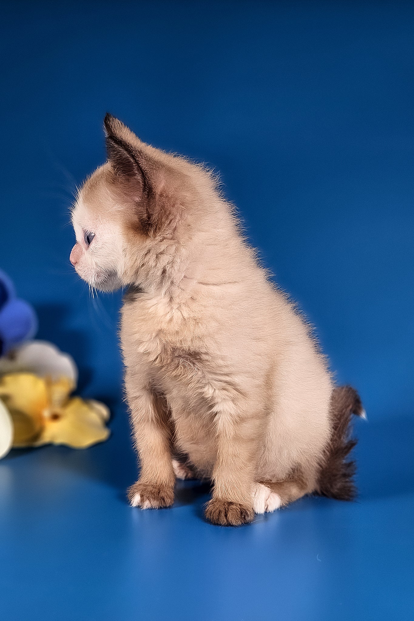 Taylor | Munchkin Long Legged Kitten - Image 5