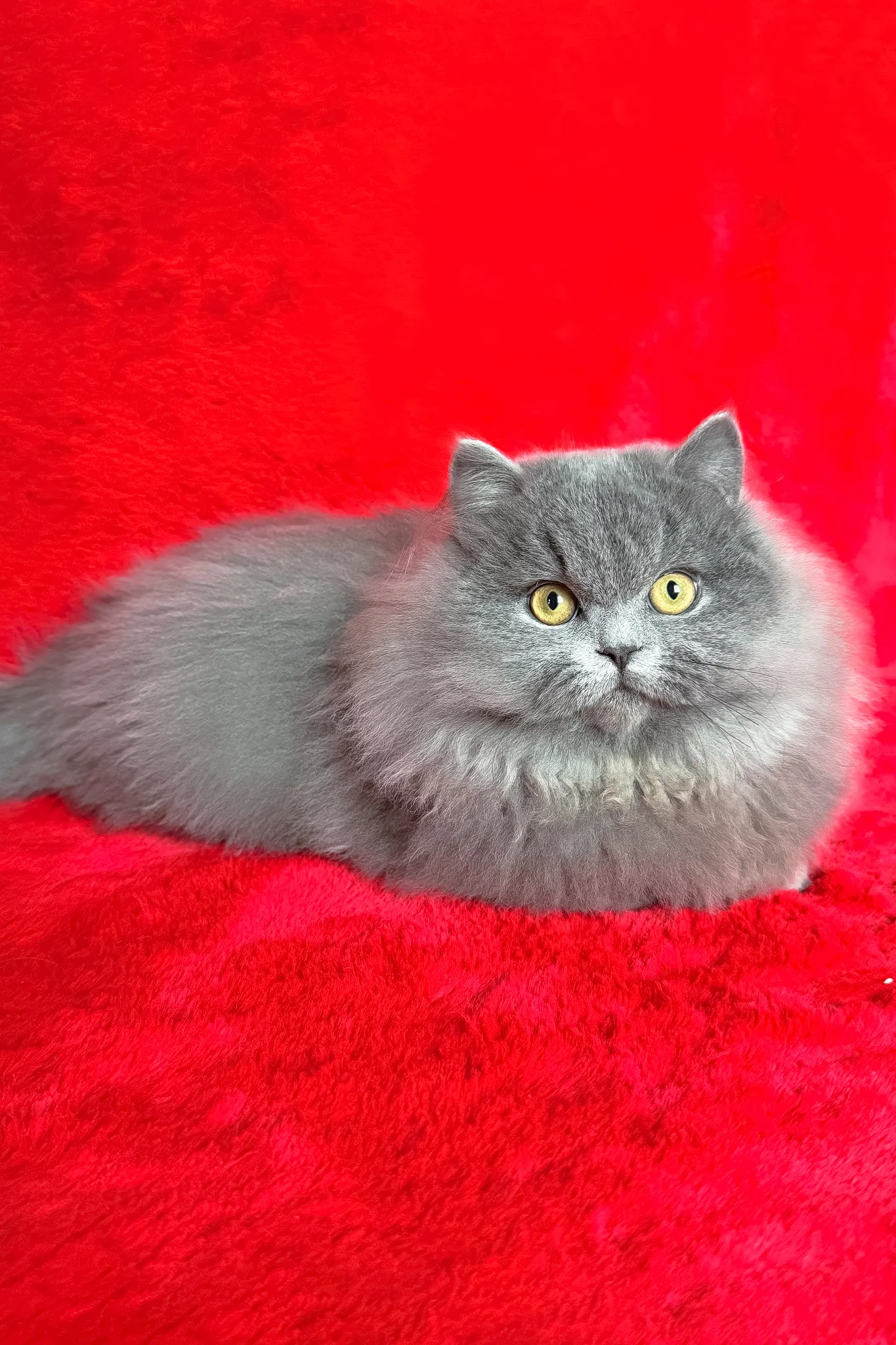 Boss | Munchkin Longhair Kitten - Image 10