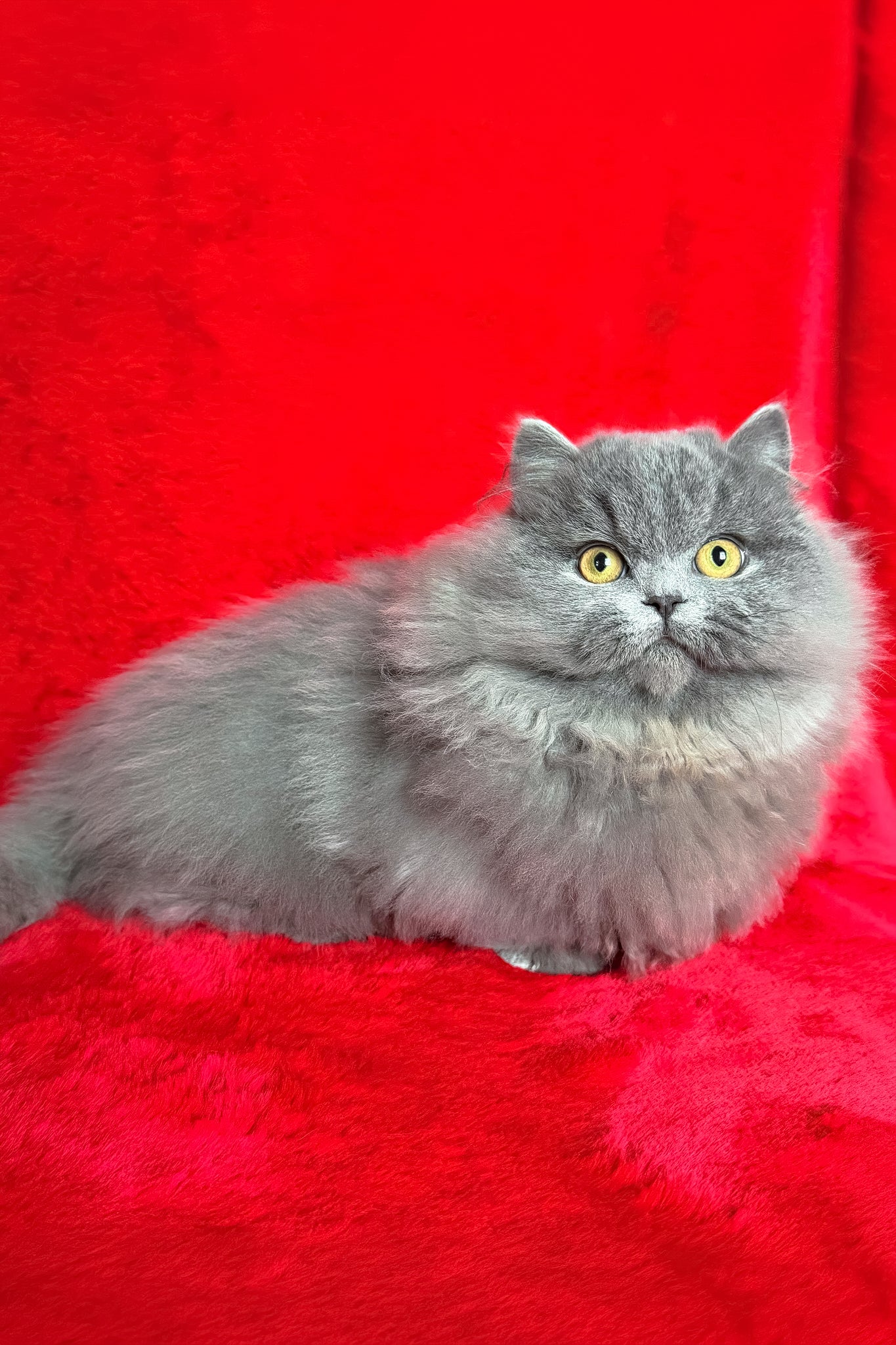 Boss | Munchkin Longhair Kitten - Image 3
