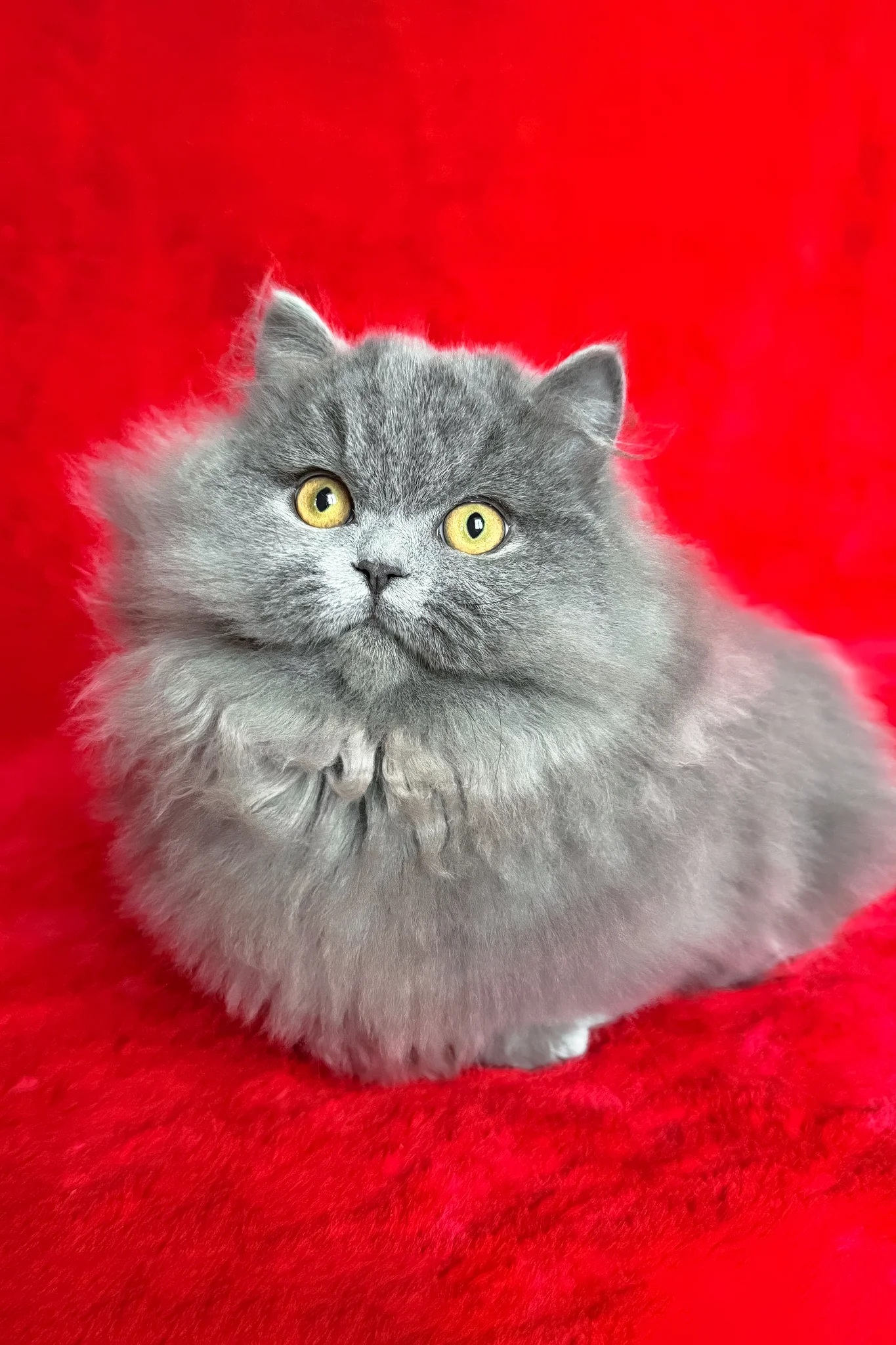 Boss | Munchkin Longhair Kitten - Image 5