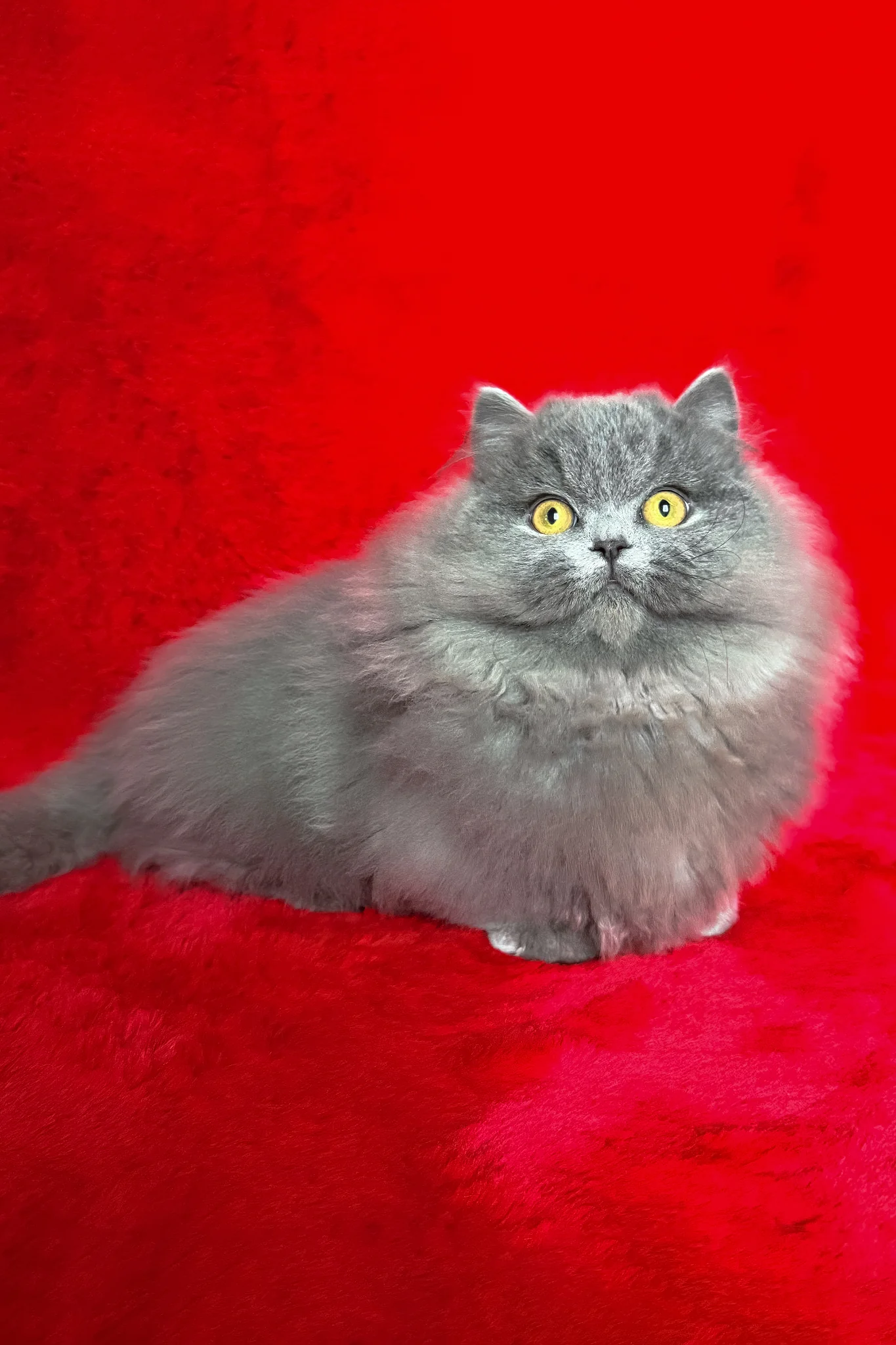 Boss | Munchkin Longhair Kitten - Image 6