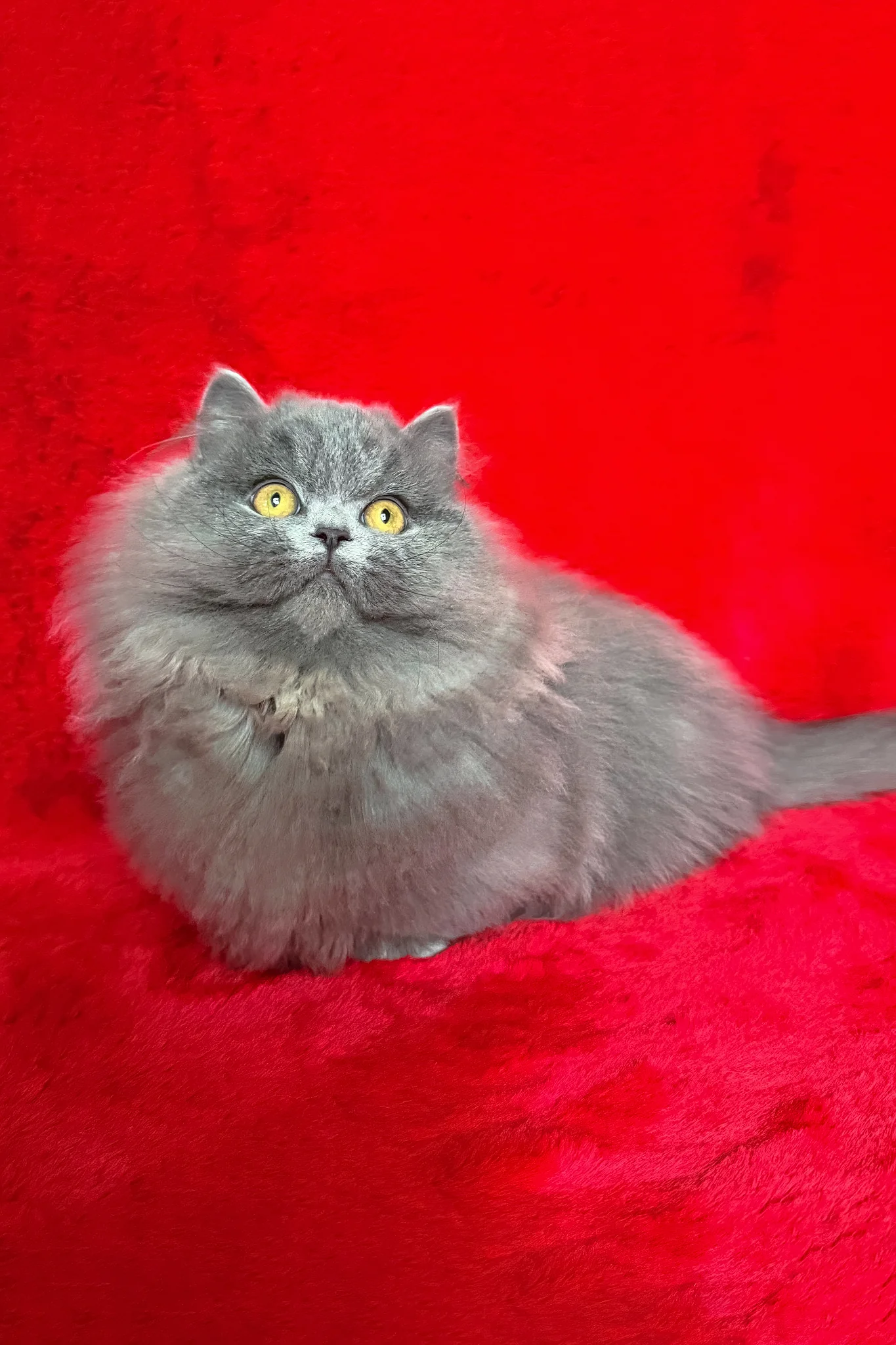 Boss | Munchkin Longhair Kitten - Image 7