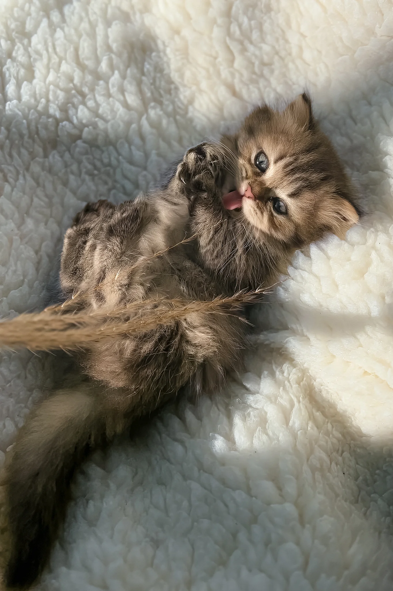 Kashtan | Munchkin Longhair Kitten - Image 4