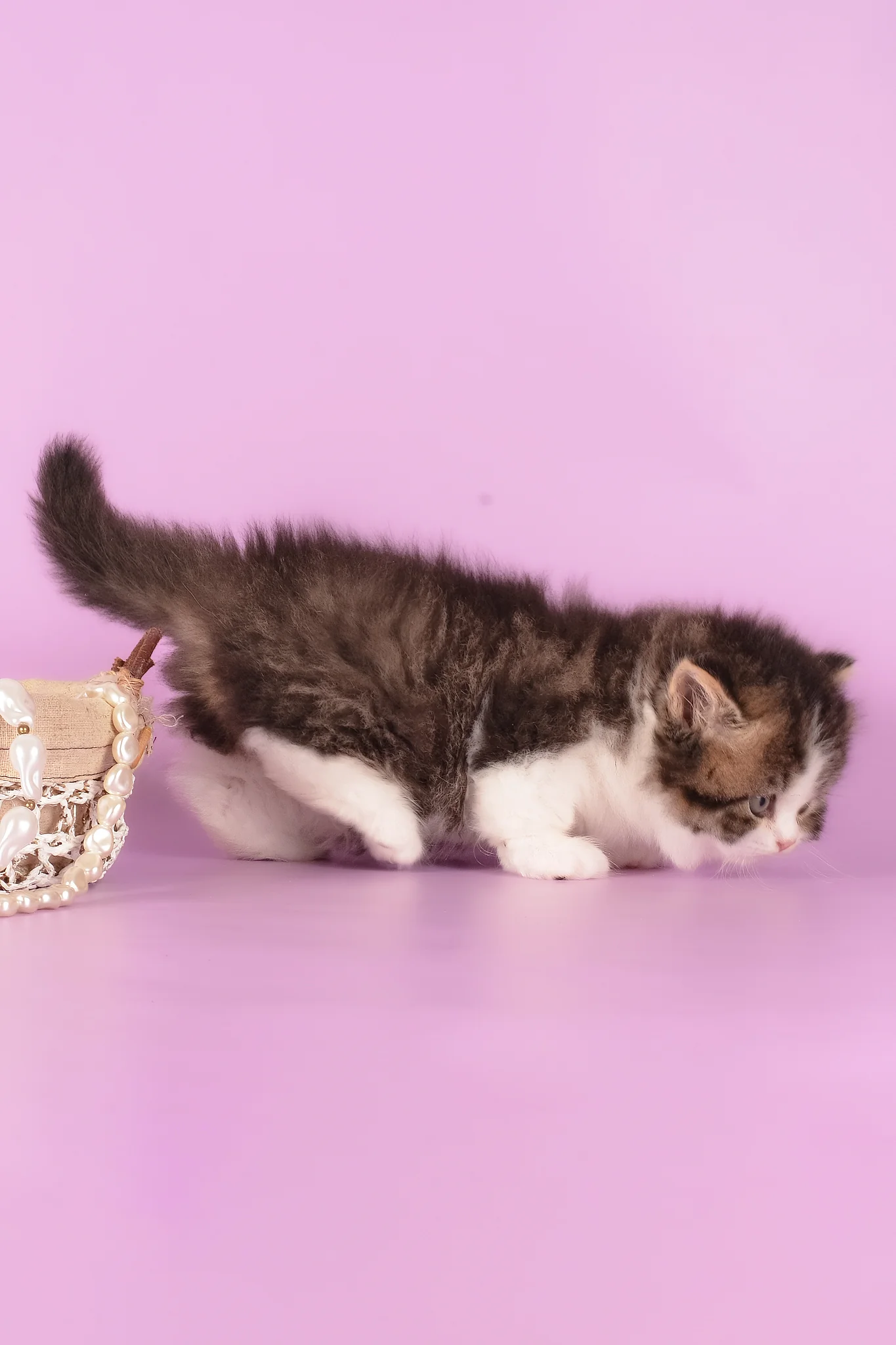 Umi | Munchkin Longhair Kitten - Image 5