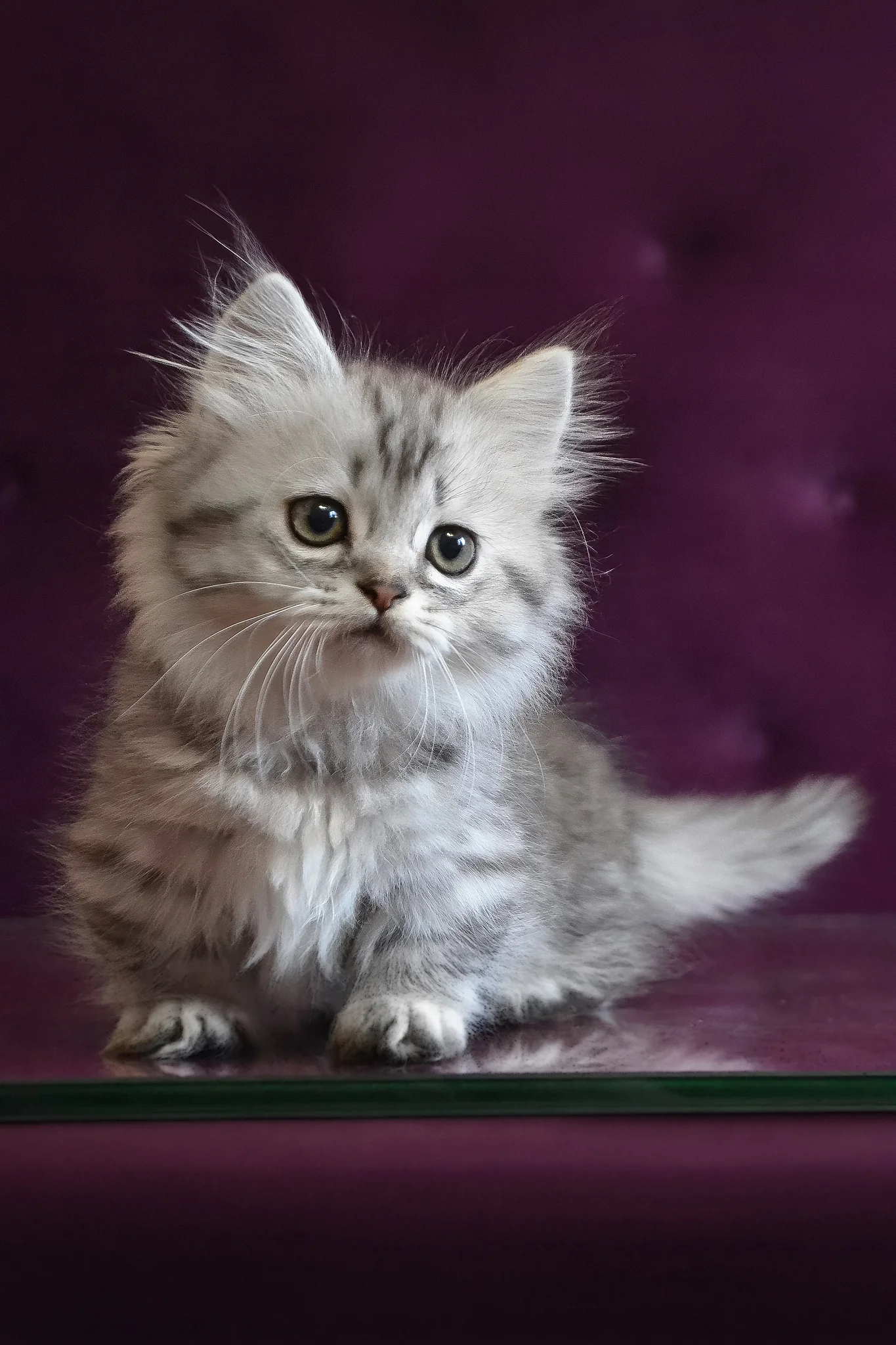 Watson | Munchkin Longhair Kitten - Image 3
