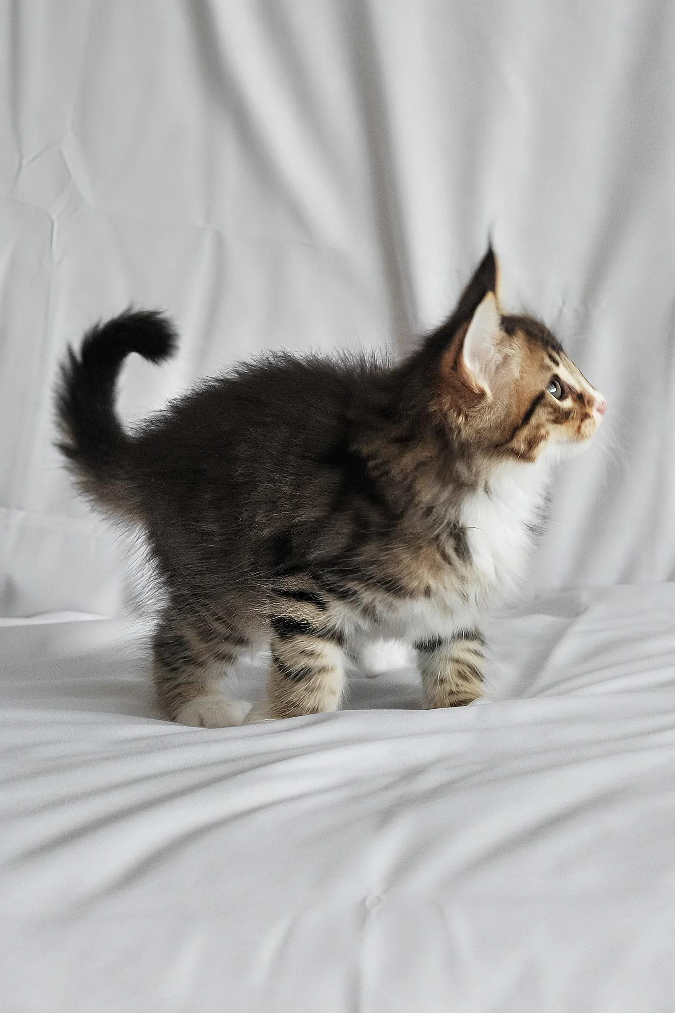 Adam | Norwegian Forest Kitten - Image 7